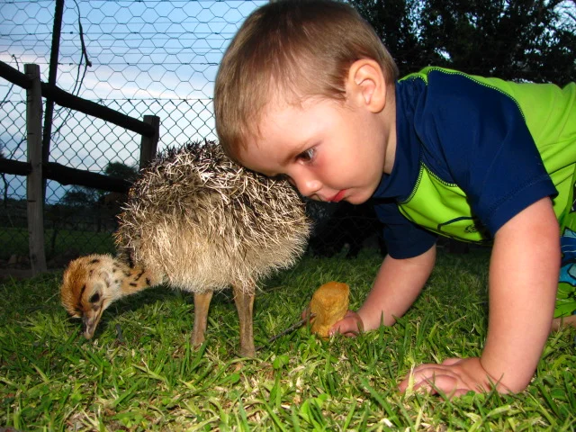 The apple does not fall far from the tree it would appear! Daniel, Andries's son with his orphan Ostrich chick.