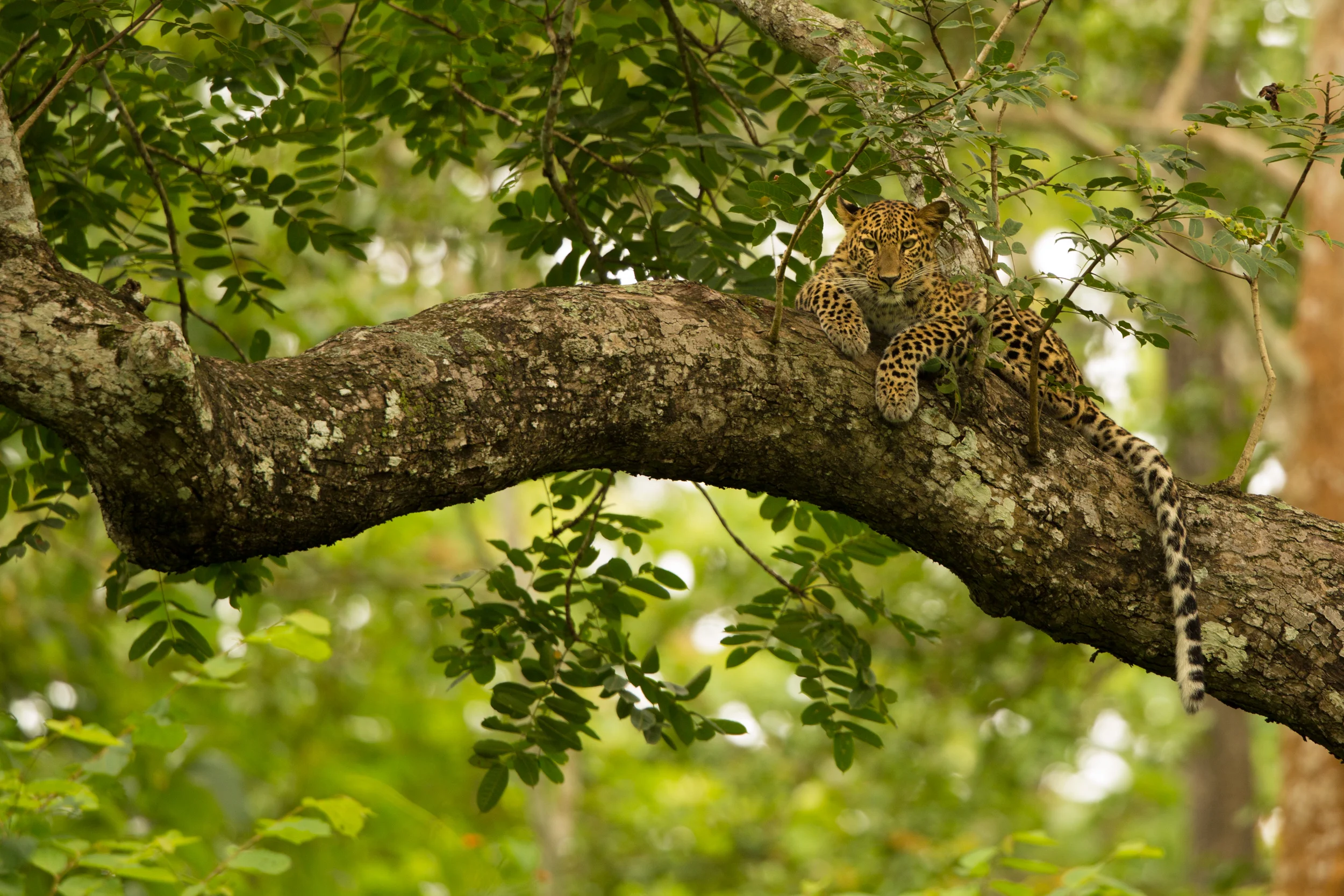 The first shot, edited via cropping for a more pleasing frame