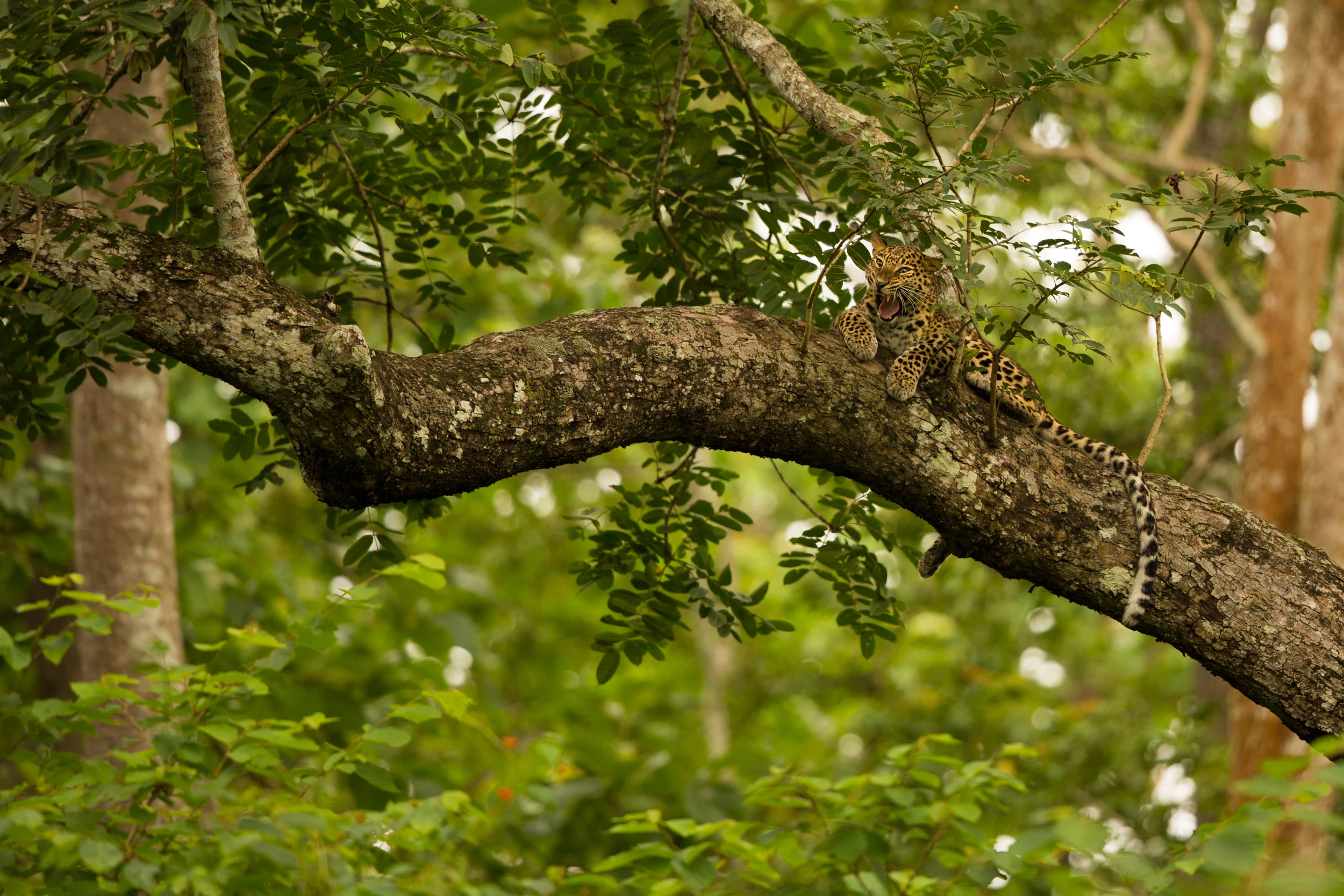 Now that I nailed the record shot, I focused, composed and waiting for the leopard to yawn... :)
