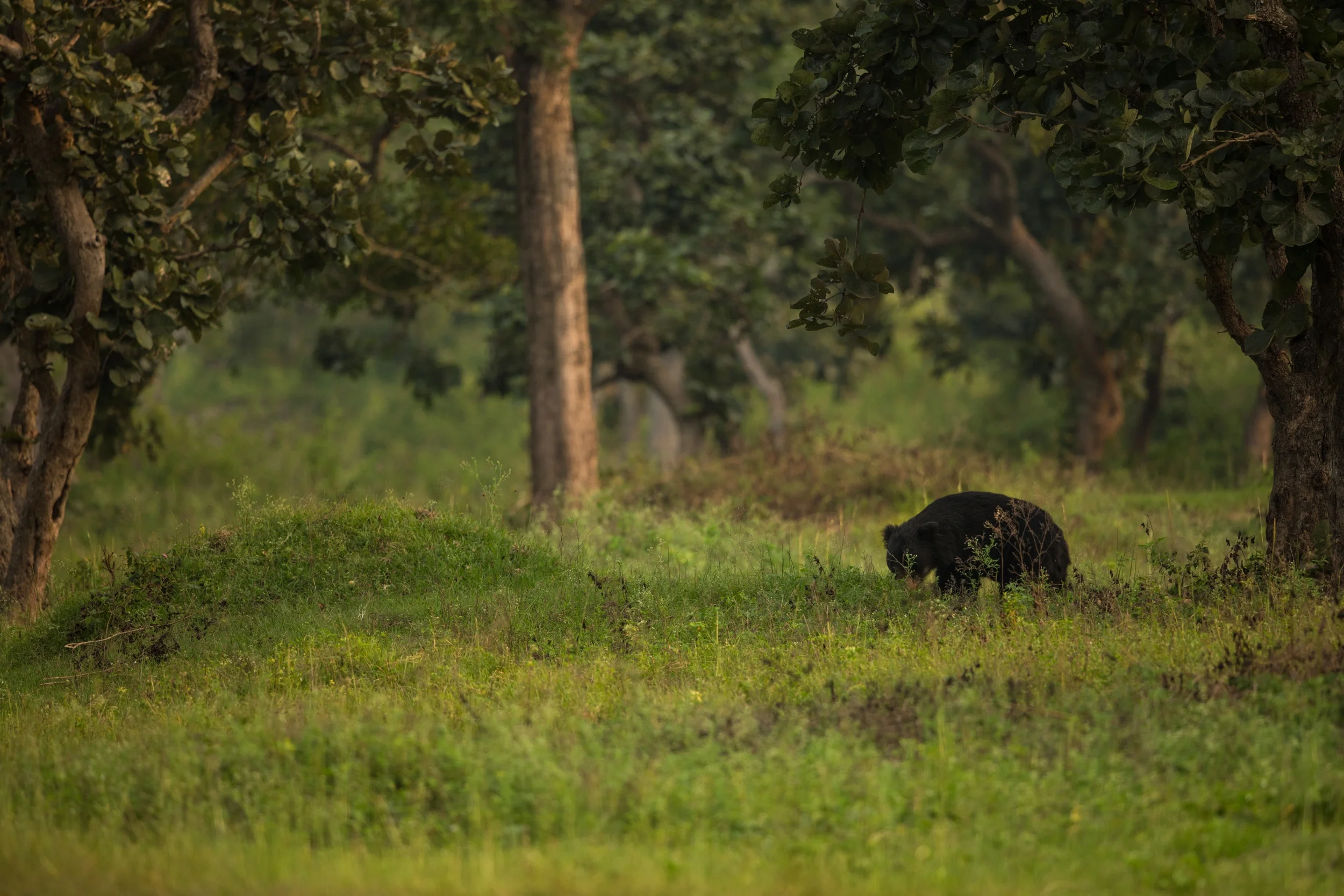Travel - Birds and Bandipur!