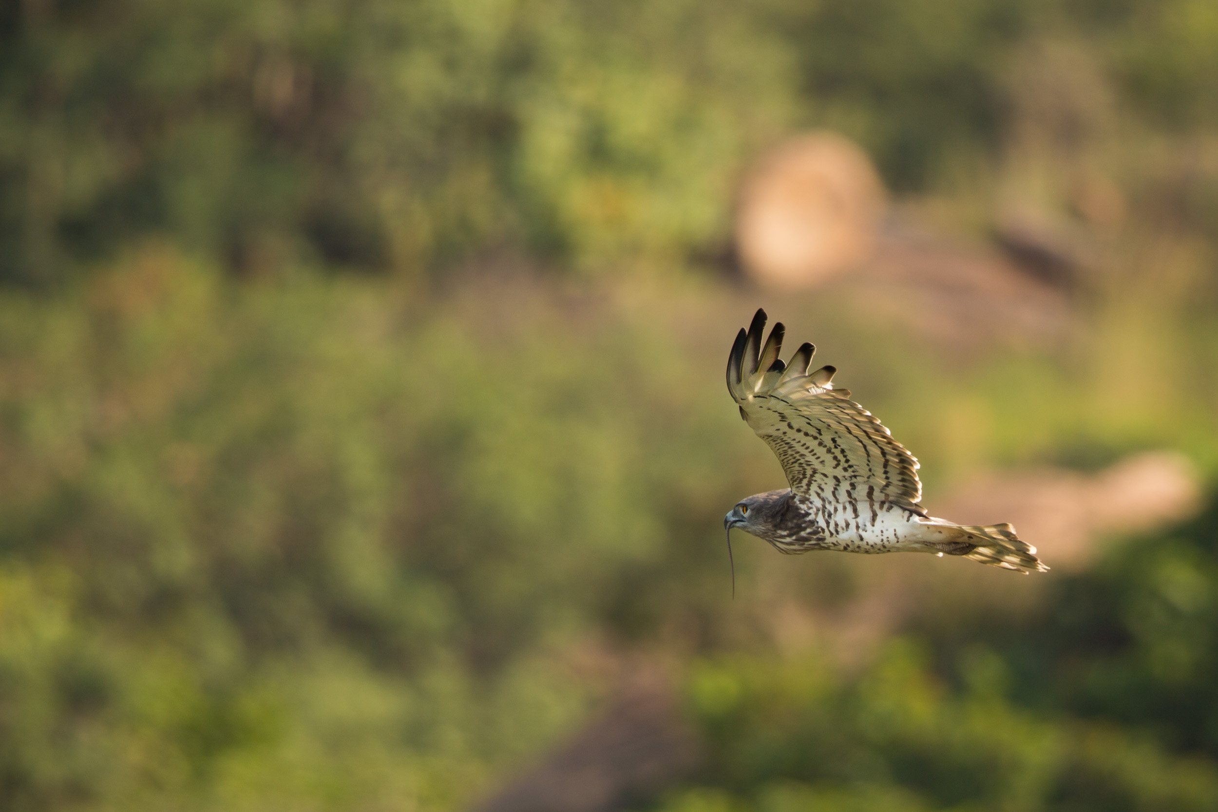 Short-toed snake eagle