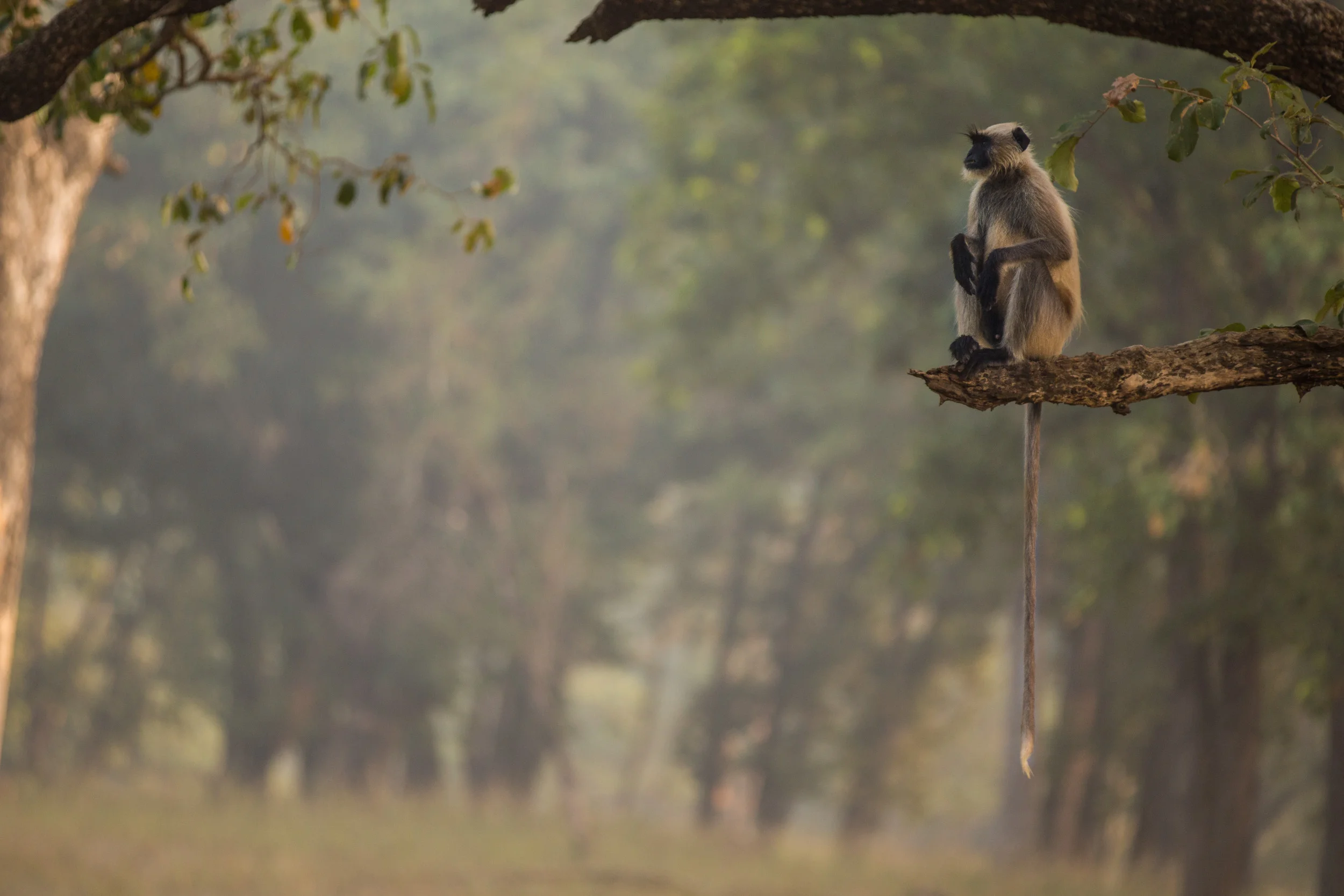 Grey Langur (Semnopithecus) sitting more comfortable in the safety of a tree branch. CLICK IMAGE for full screen.