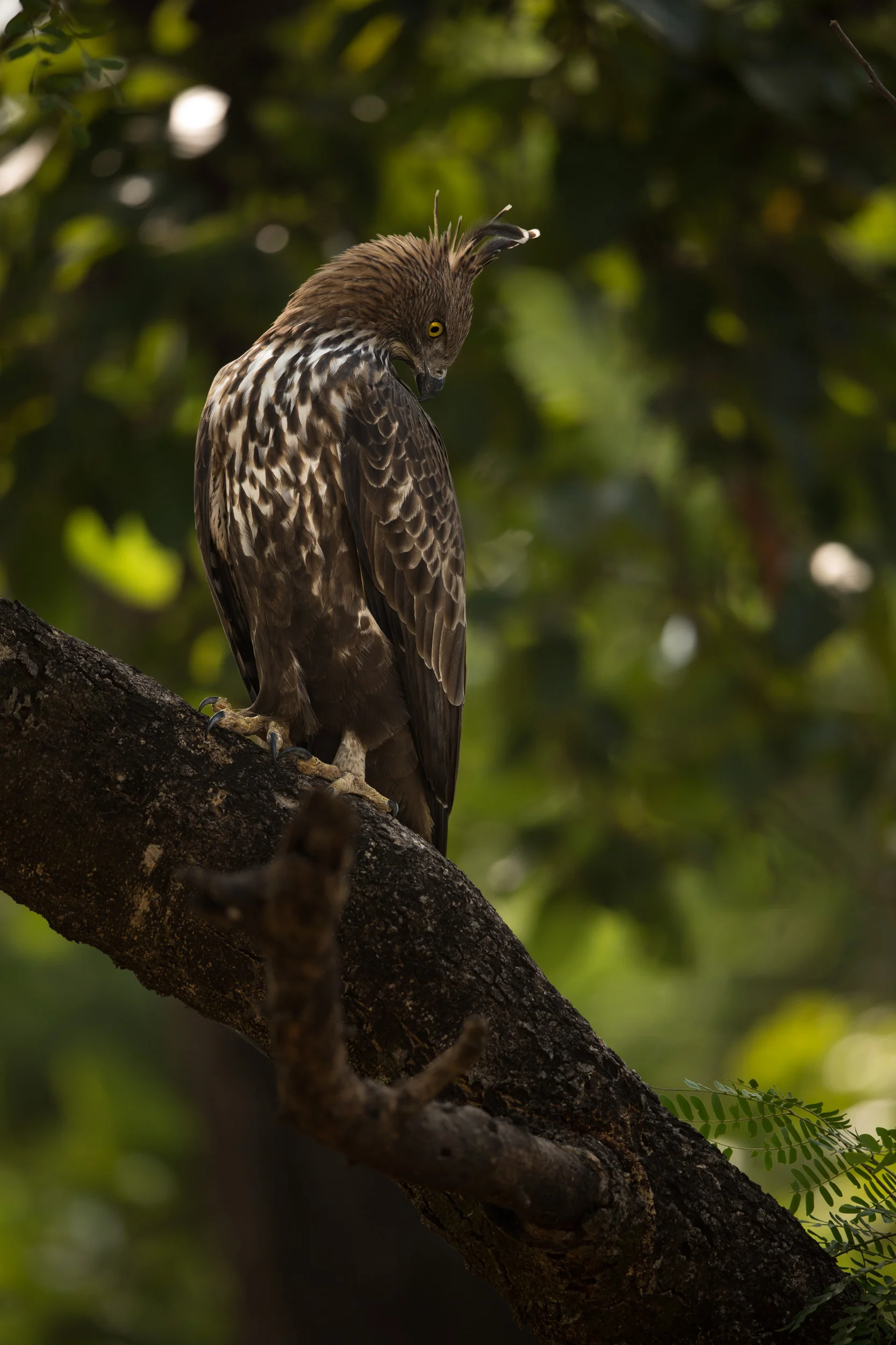 A Changeable hawk-eagle (Nisaetus cirrhatus) sits waiting, and watching for possible prey. CLICK IMAGE for full screen.