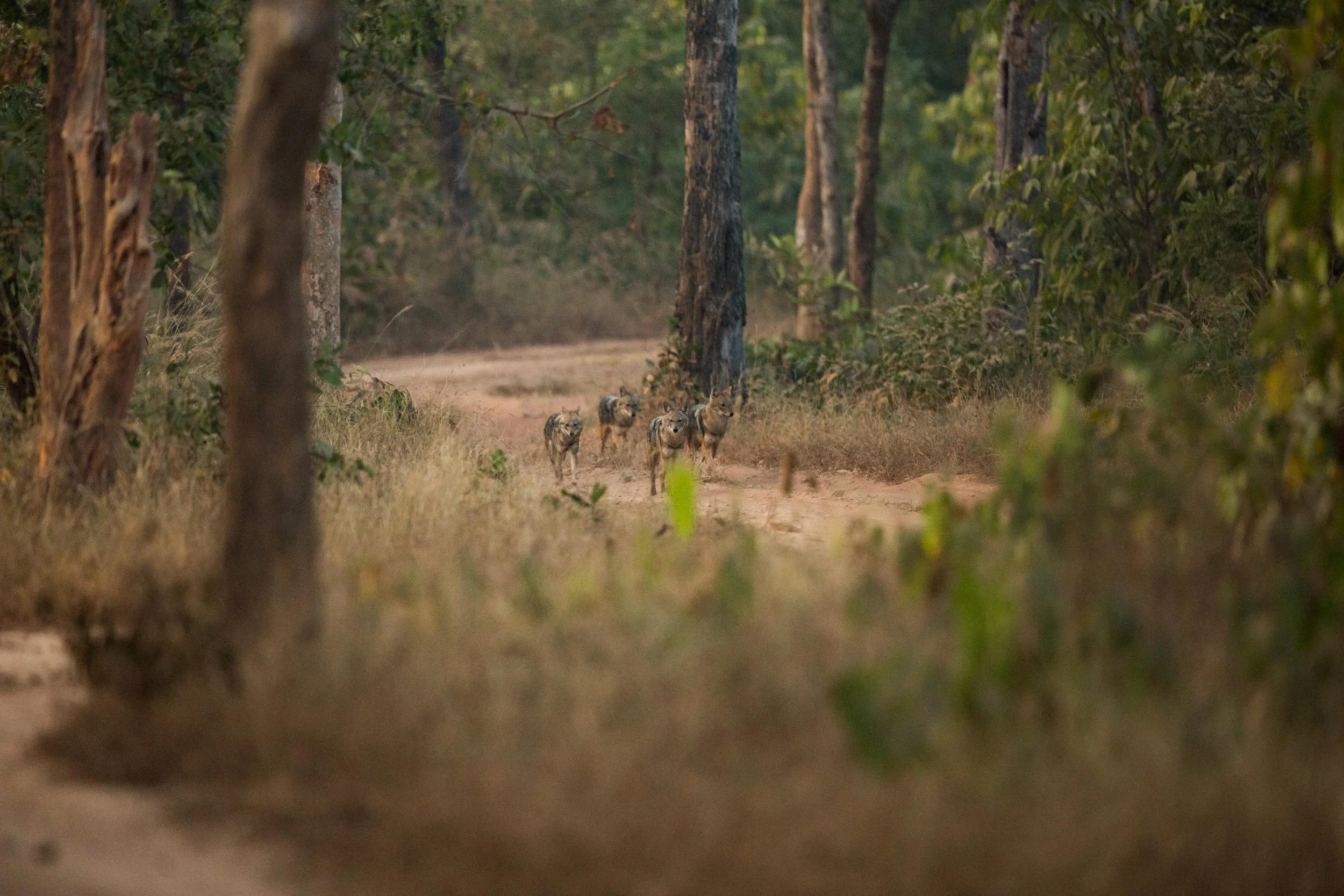 Golden jackals (Canis aureus). CLICK IMAGE for full screen.