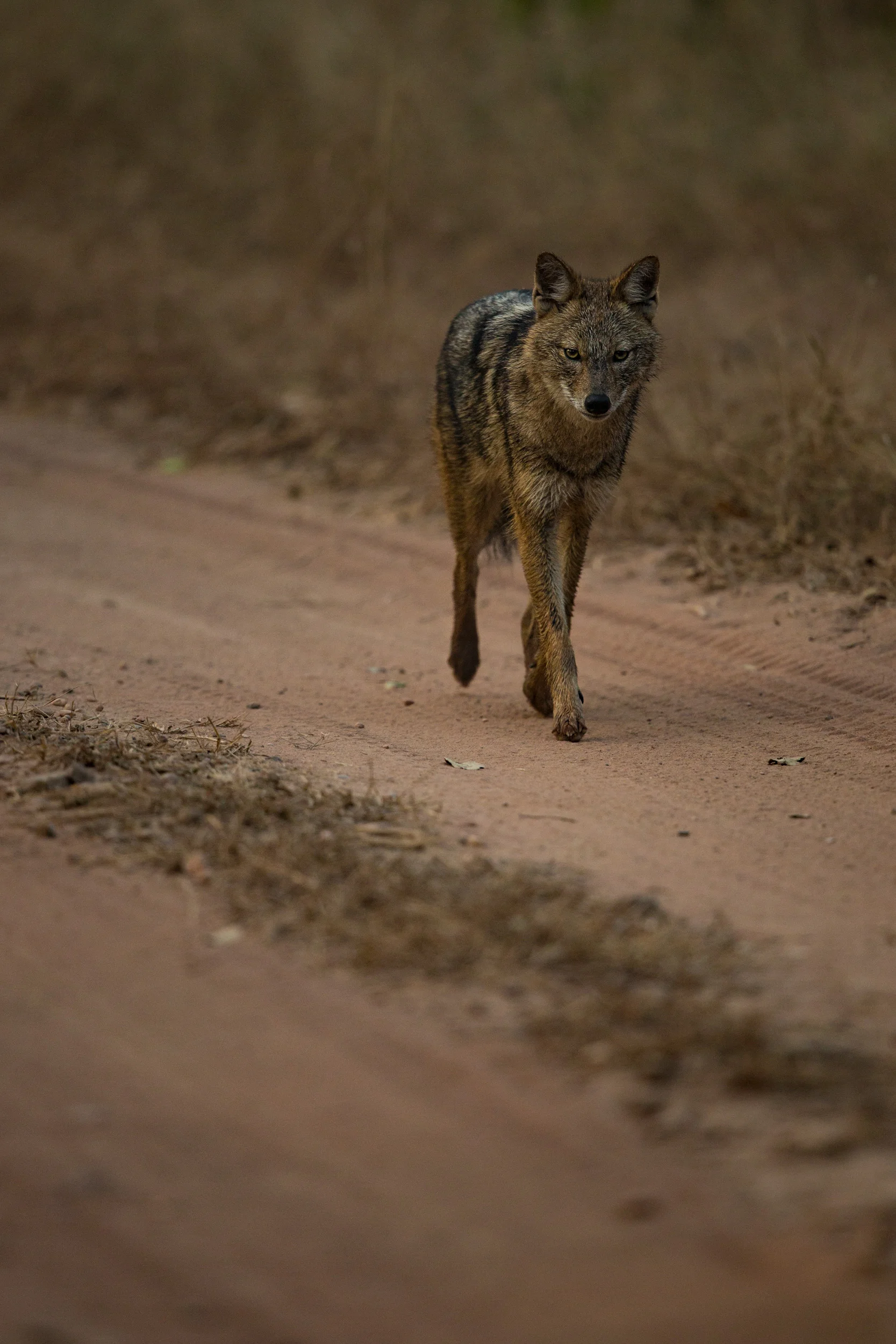 Golden jackal (Canis aureus). CLICK IMAGE for full screen.