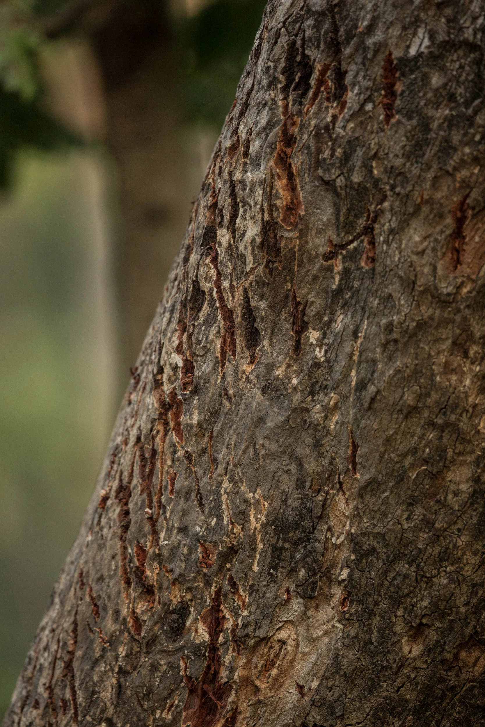 Tiger claw marks on a tree... we are truly in tiger territory. CLICK IMAGE for full screen.