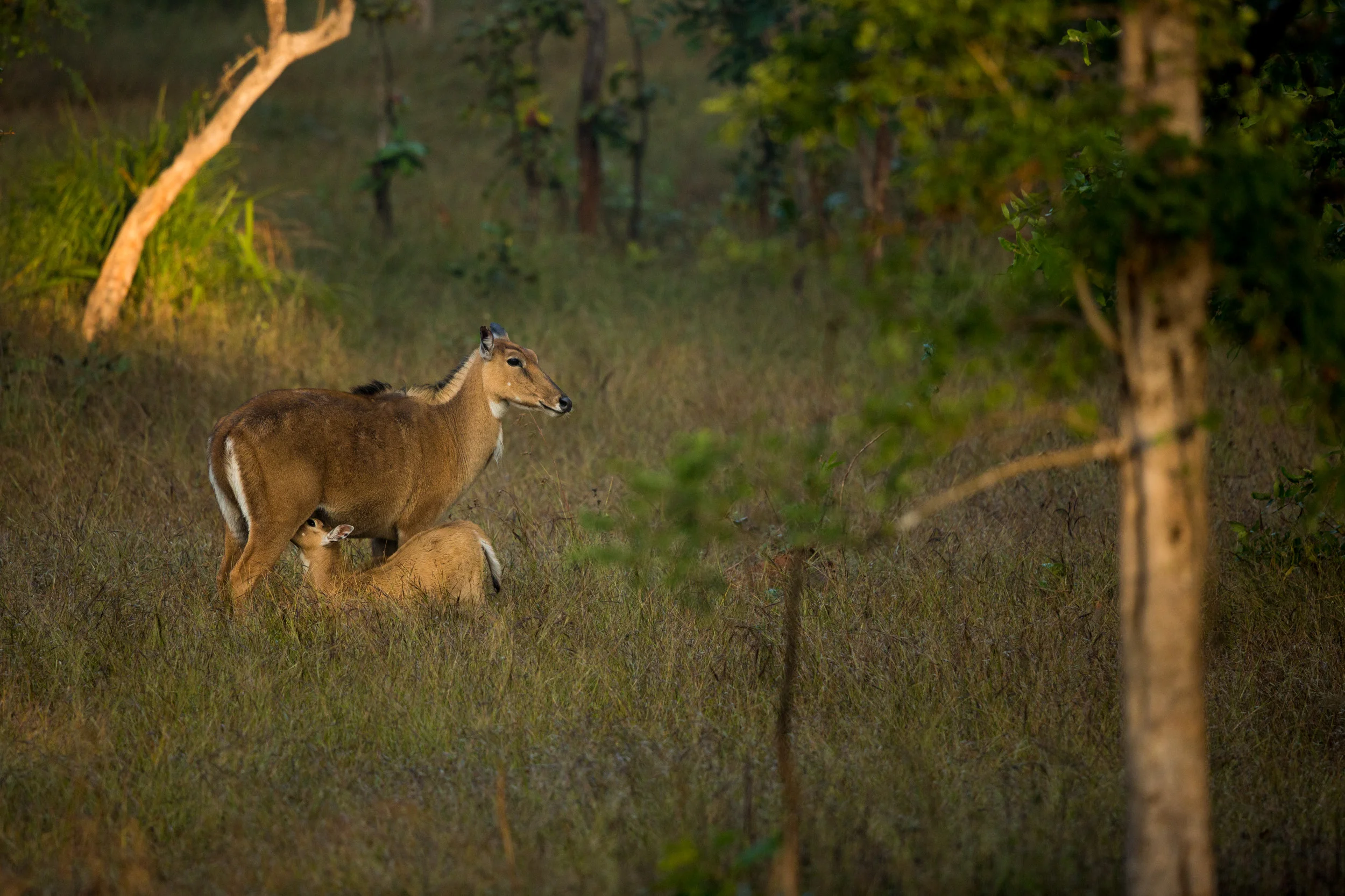 A Nilgai (Boselaphus tragocamelus) mother and calf feeding. CLICK IMAGE for full screen.