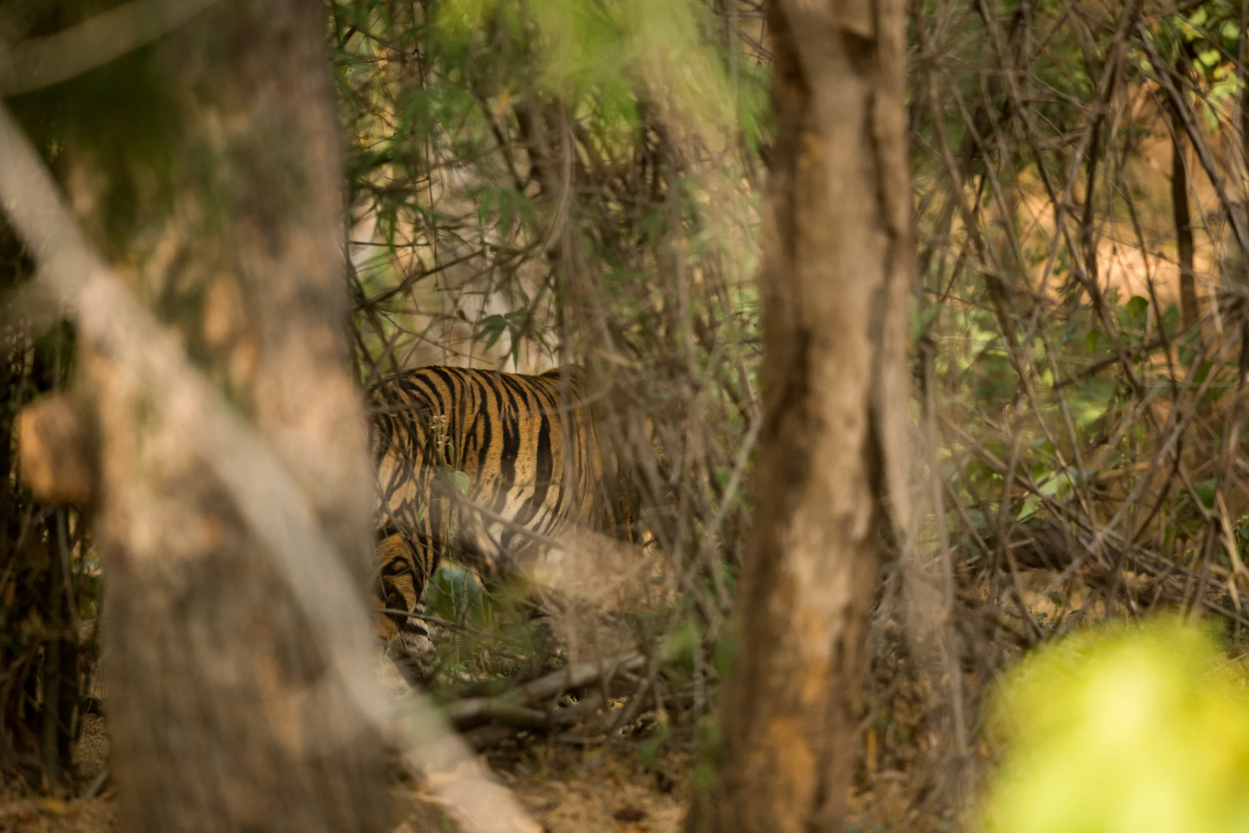 Tiger (Panthera tigris). CLICK IMAGE for full screen.