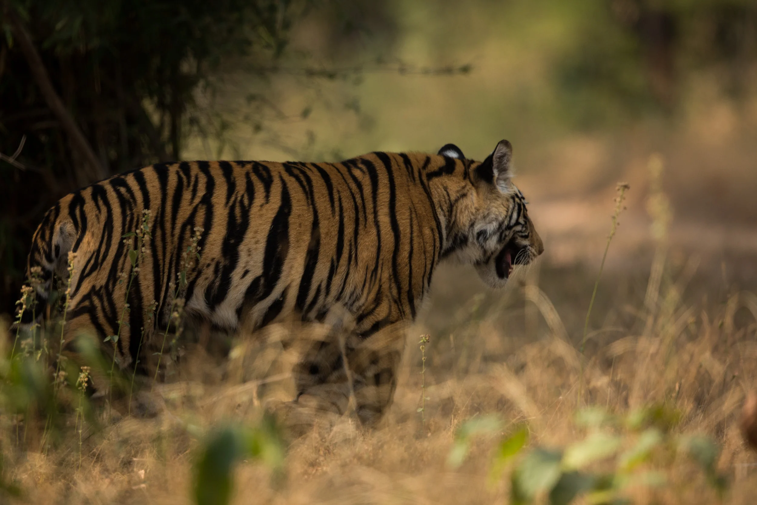 Tiger (Panthera tigris). CLICK IMAGE for full screen.