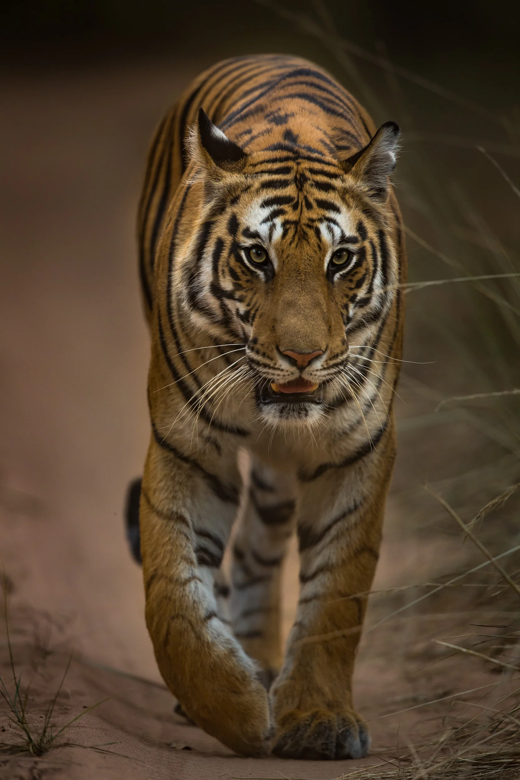 Tiger (Panthera tigris). CLICK IMAGE for full screen.