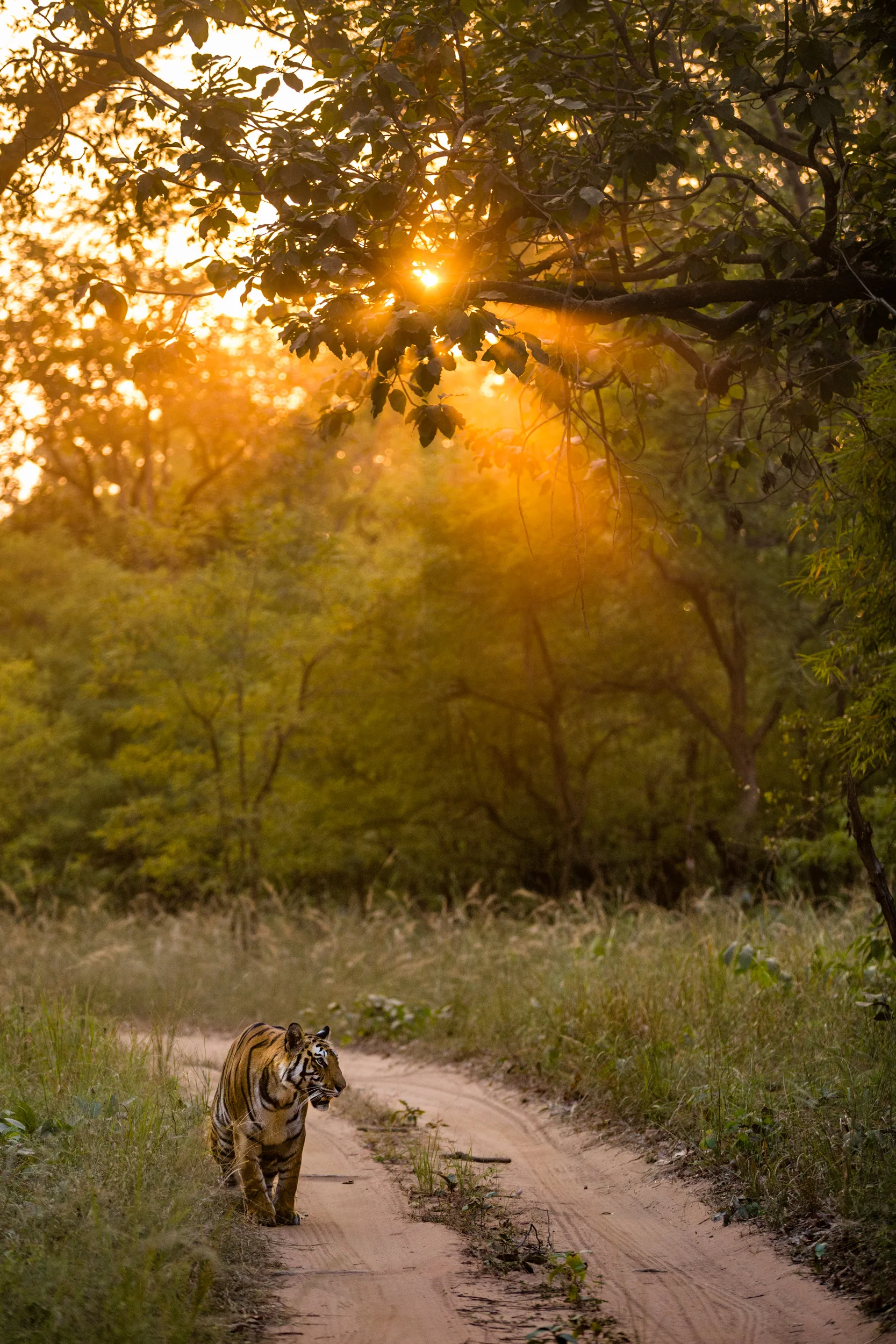 Tiger (Panthera tigris). CLICK IMAGE for full screen.