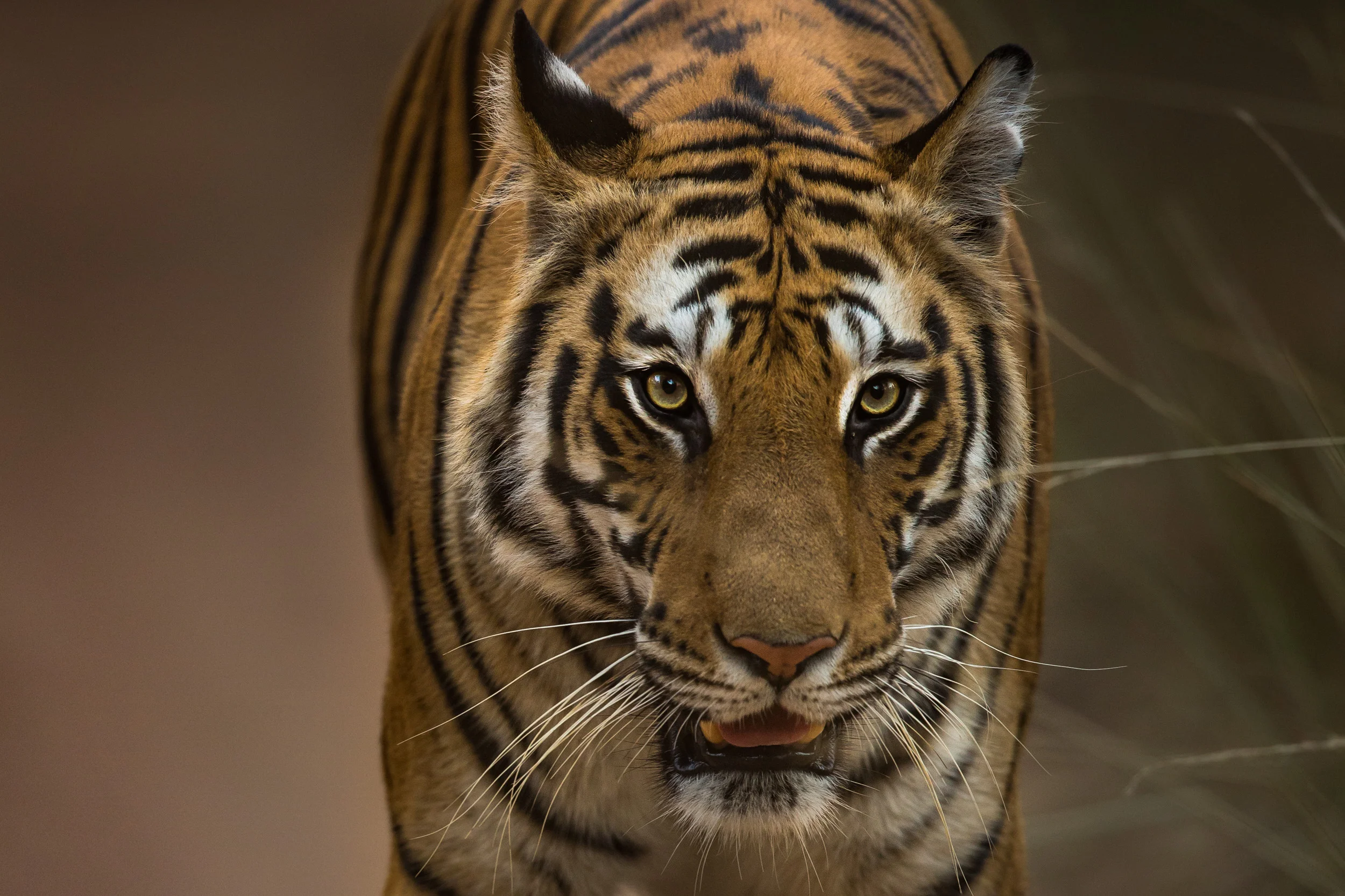 Bandhavgarh; not one but many