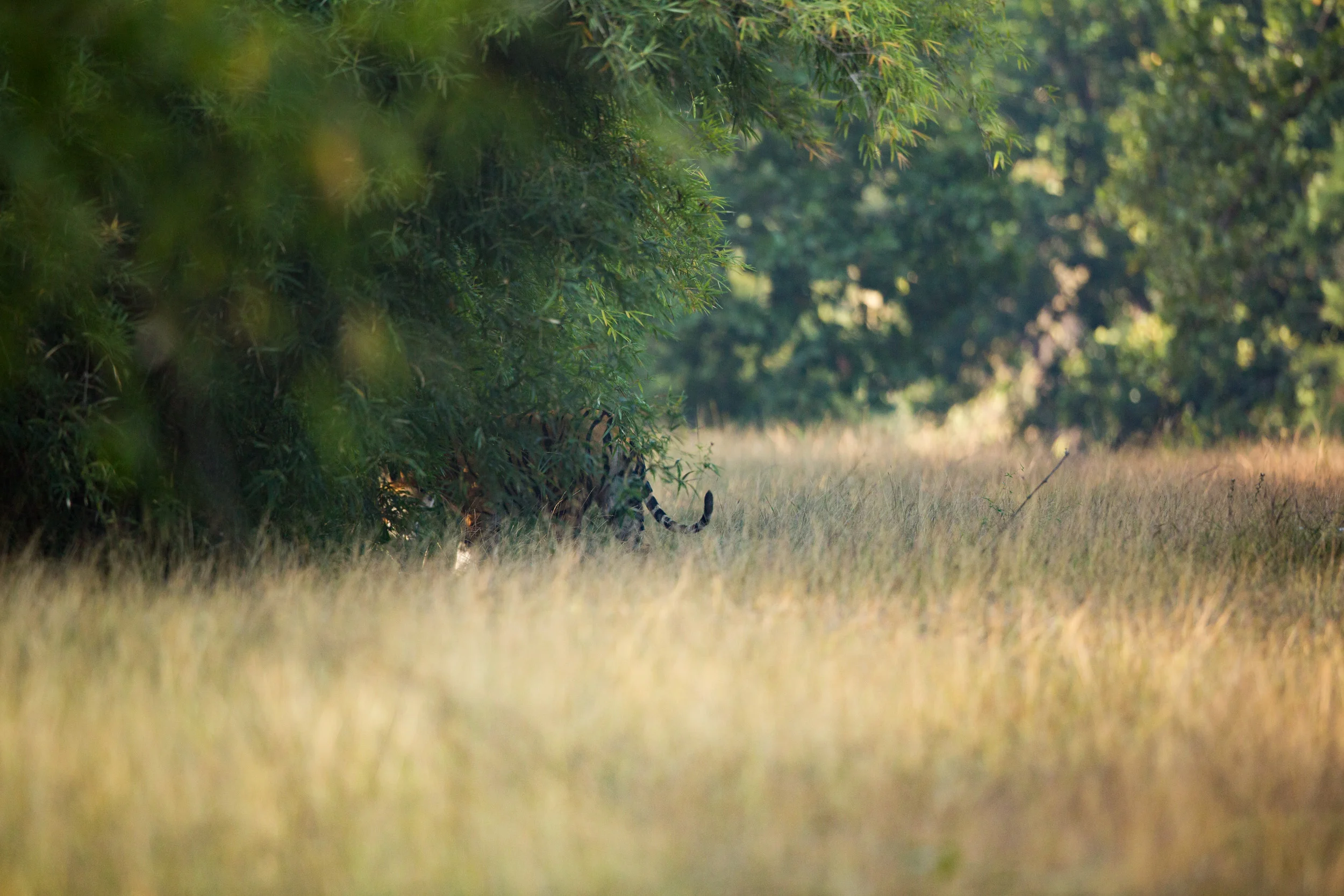 The tiger (Panthera tigris) vanishes into the bamboo with no hope of seeing them again until they reemerge. CLICK IMAGE for full screen.