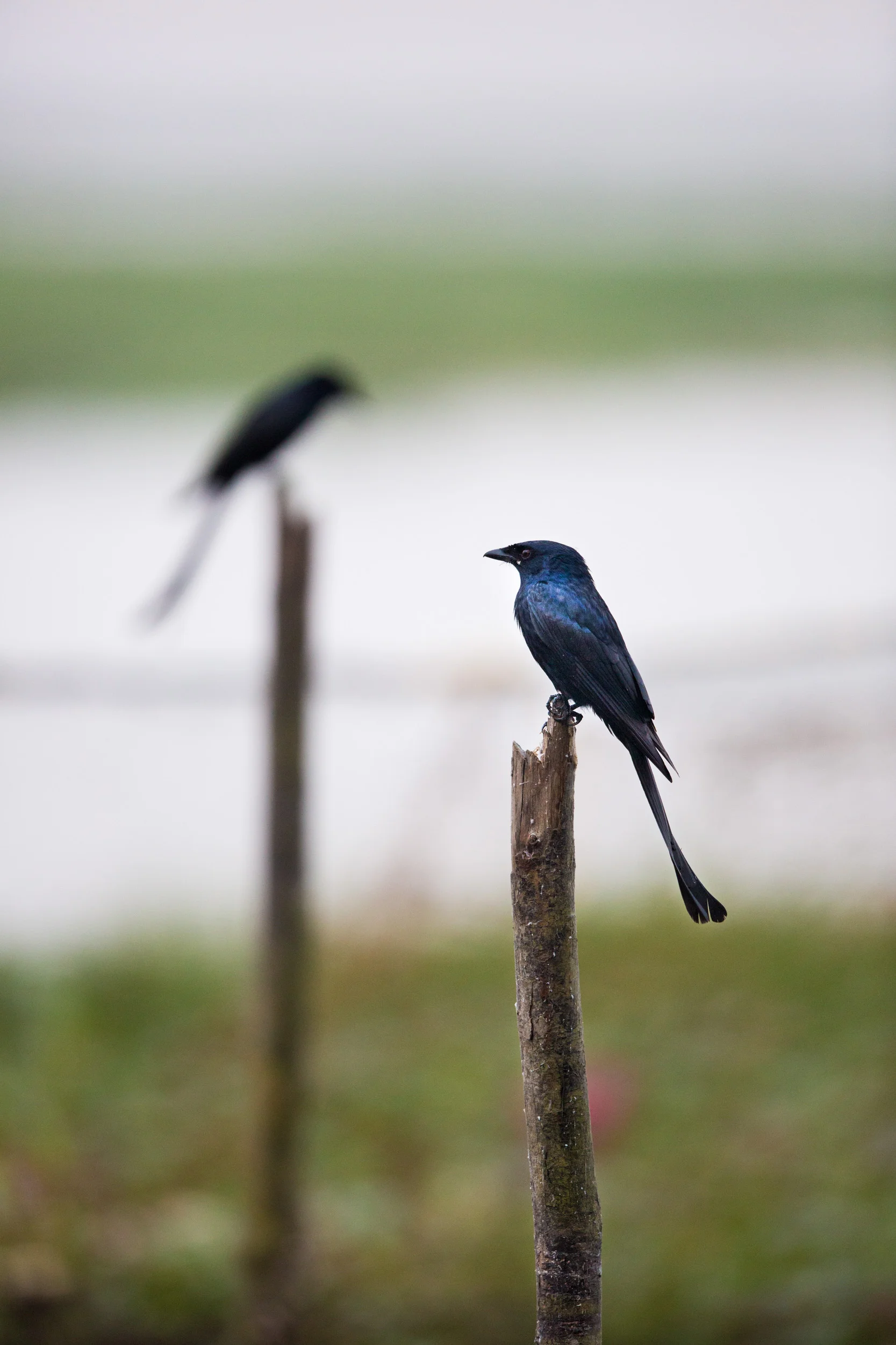 I focused on the stick to get the best focus of the Drongo!