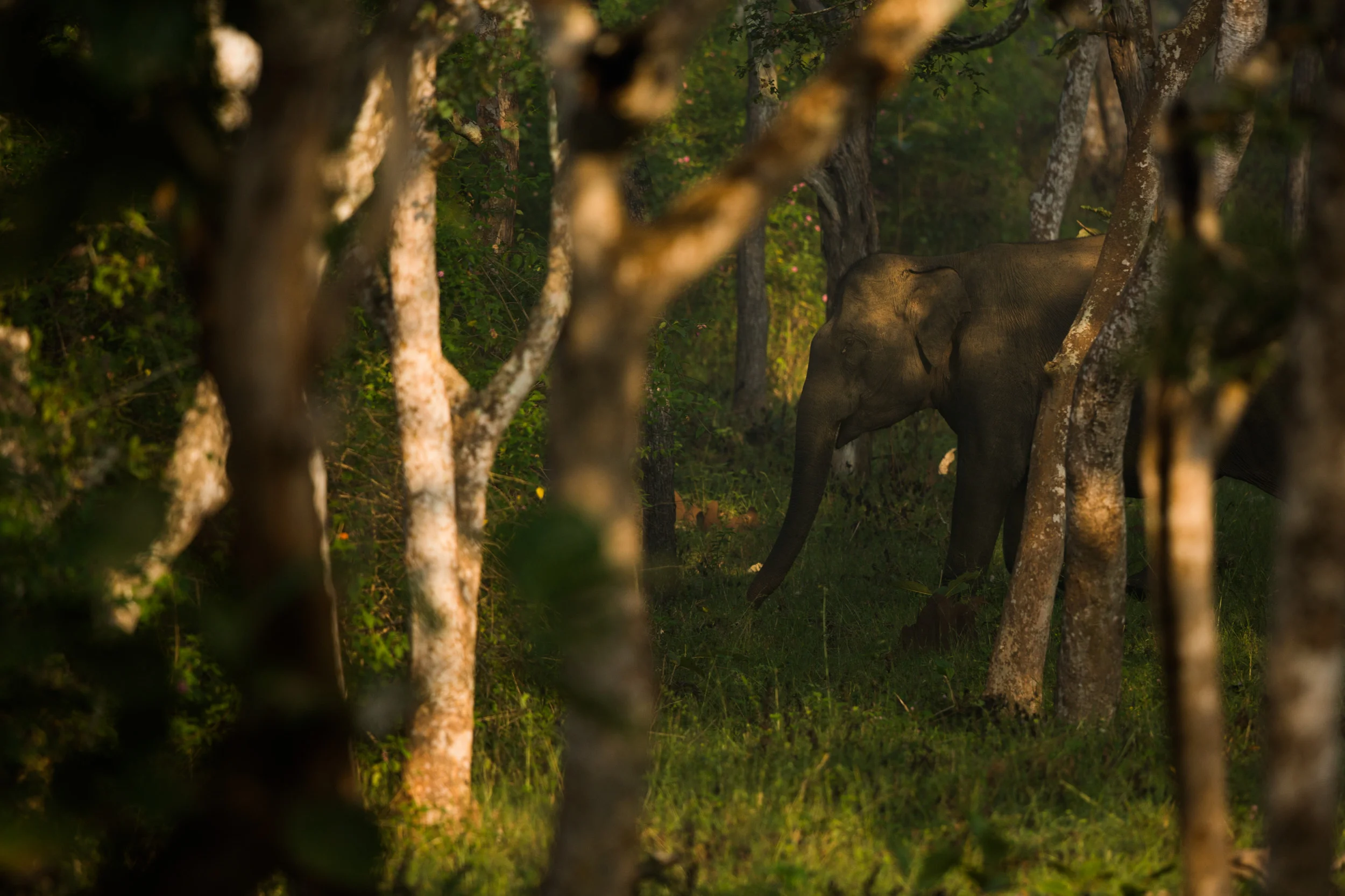 I watched where the elephant was walking and got in position for when it crossed a beam of sunlight!