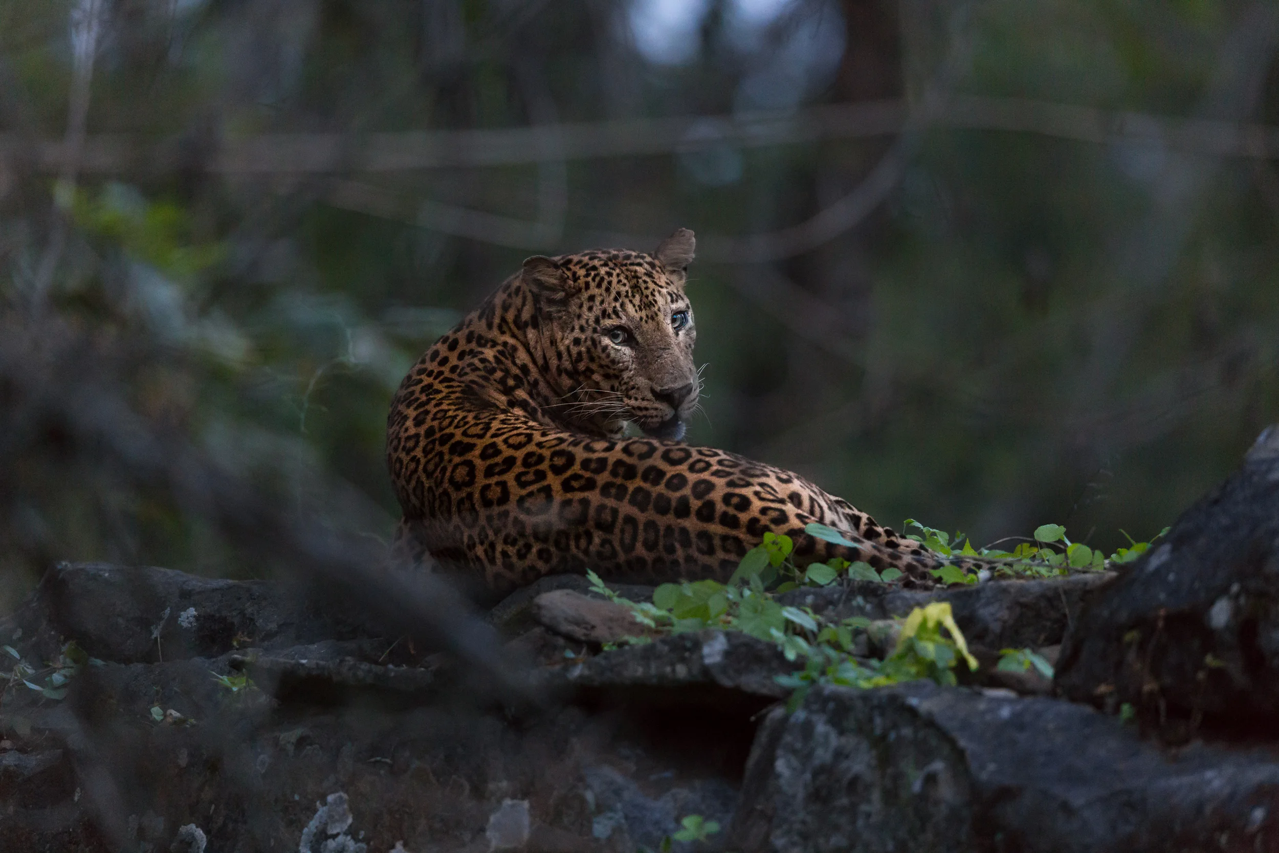 This image was taken at ISO 12800, 500mm, f/4 @ 1/125. I had to really stretch my cameras abilities to get a good shot, but after a bit of post processing, it came out fantastic!