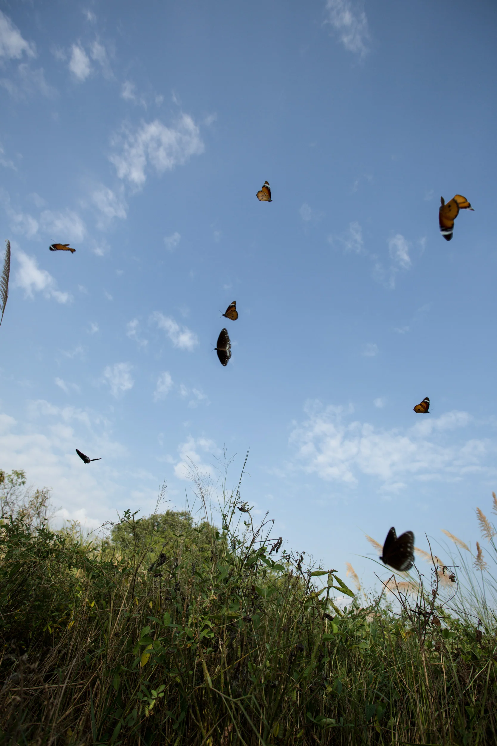In order to get all the butterflies in focus, i had to increase my aperture so that the depth-of-field was large enough to capture them all (well, most of them)! :)