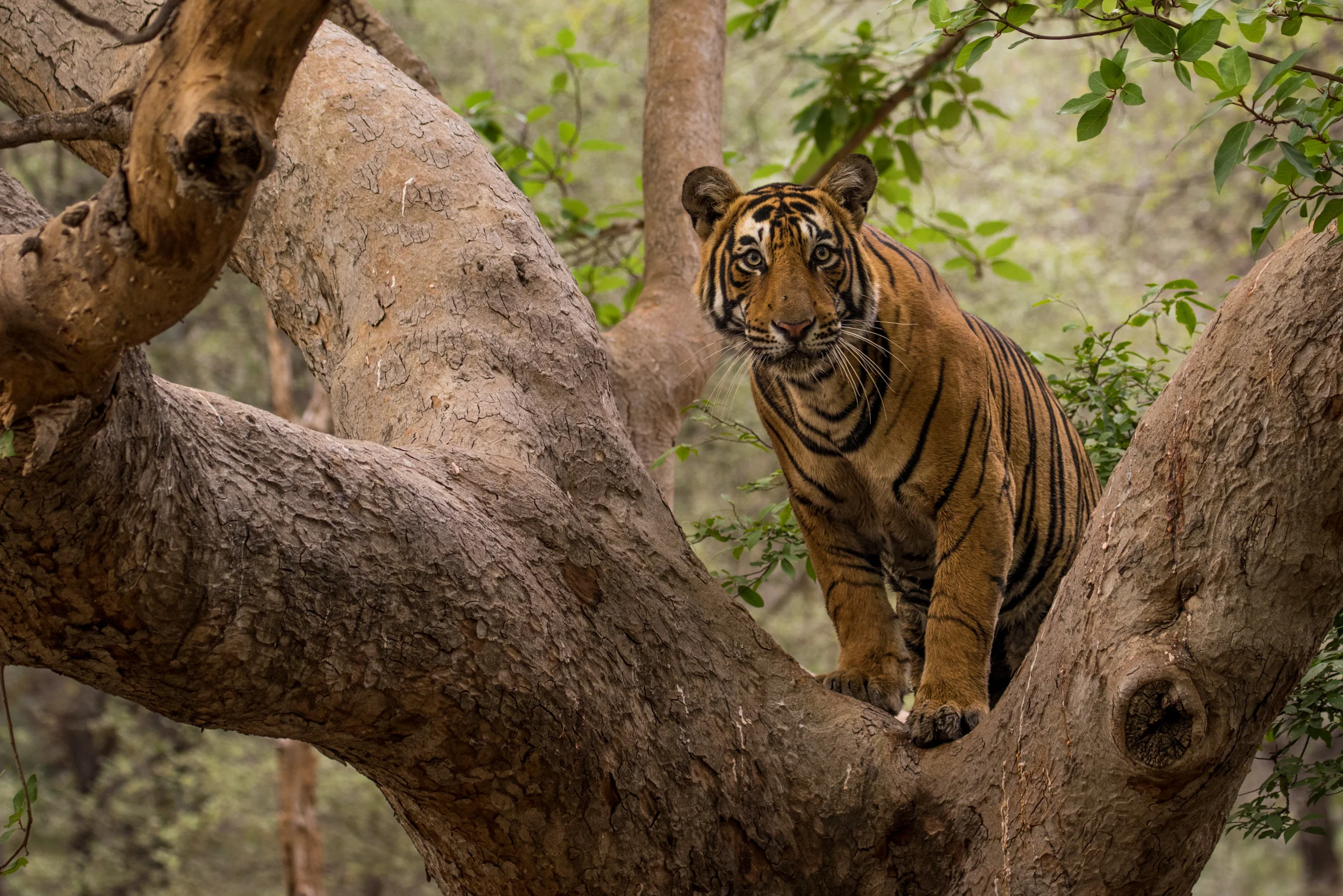 YIME - Amit and his tiger up a tree!