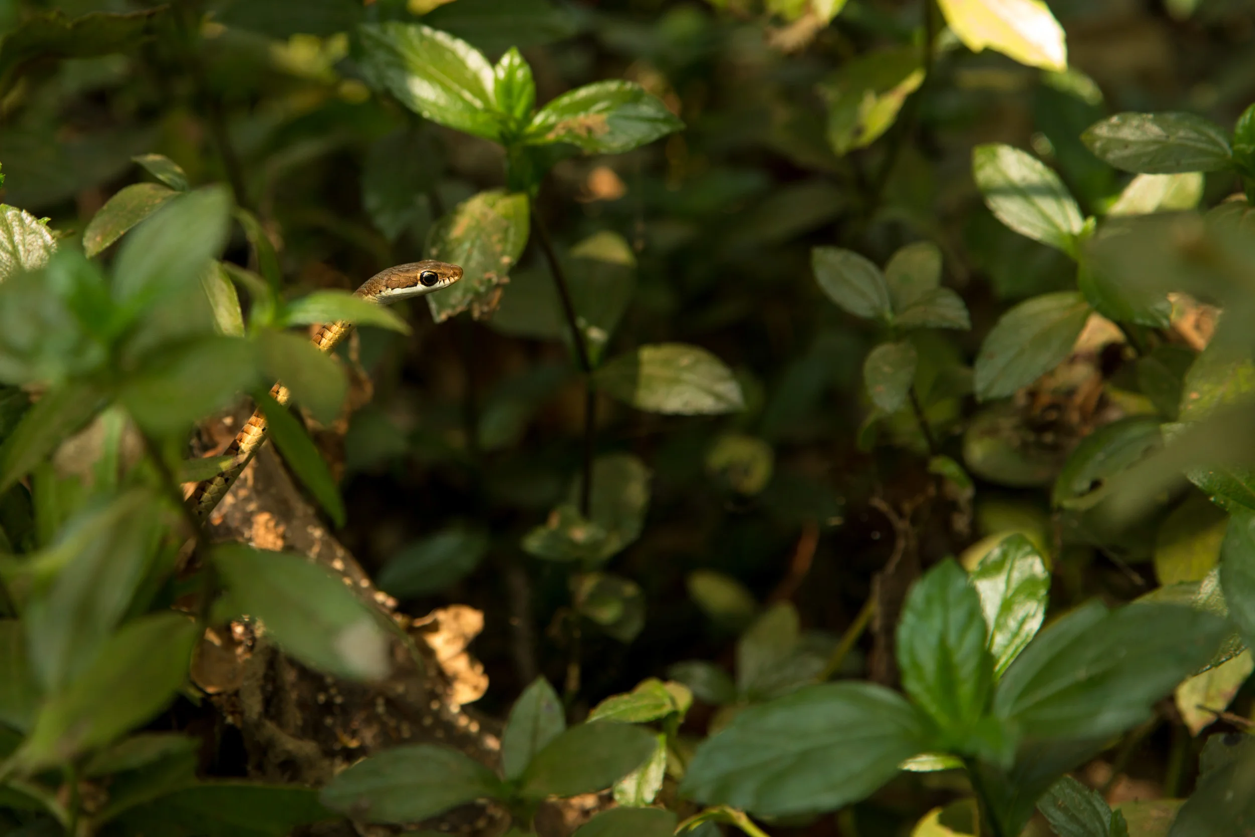 5/7 Nature photography challenge