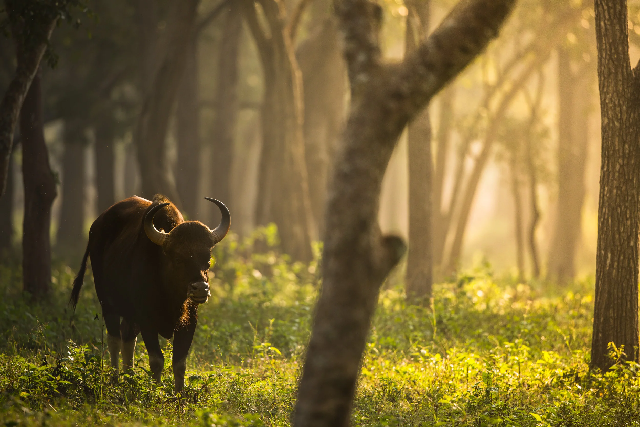 The lone Gaur