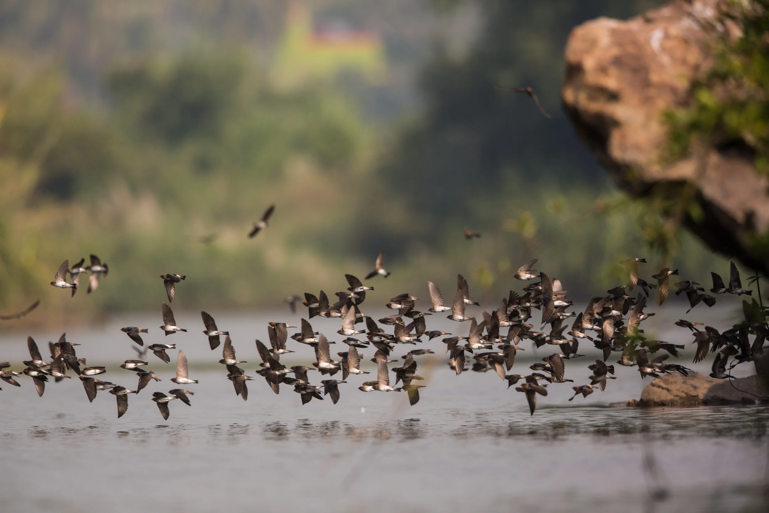 The swarm