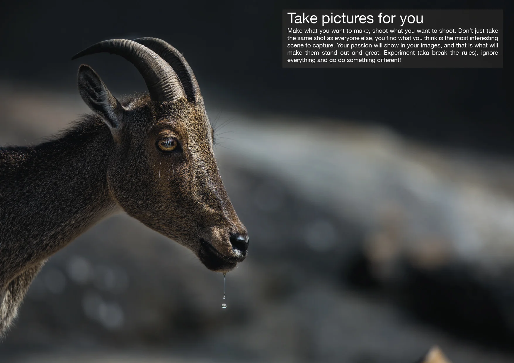 11 - Take pictures for you