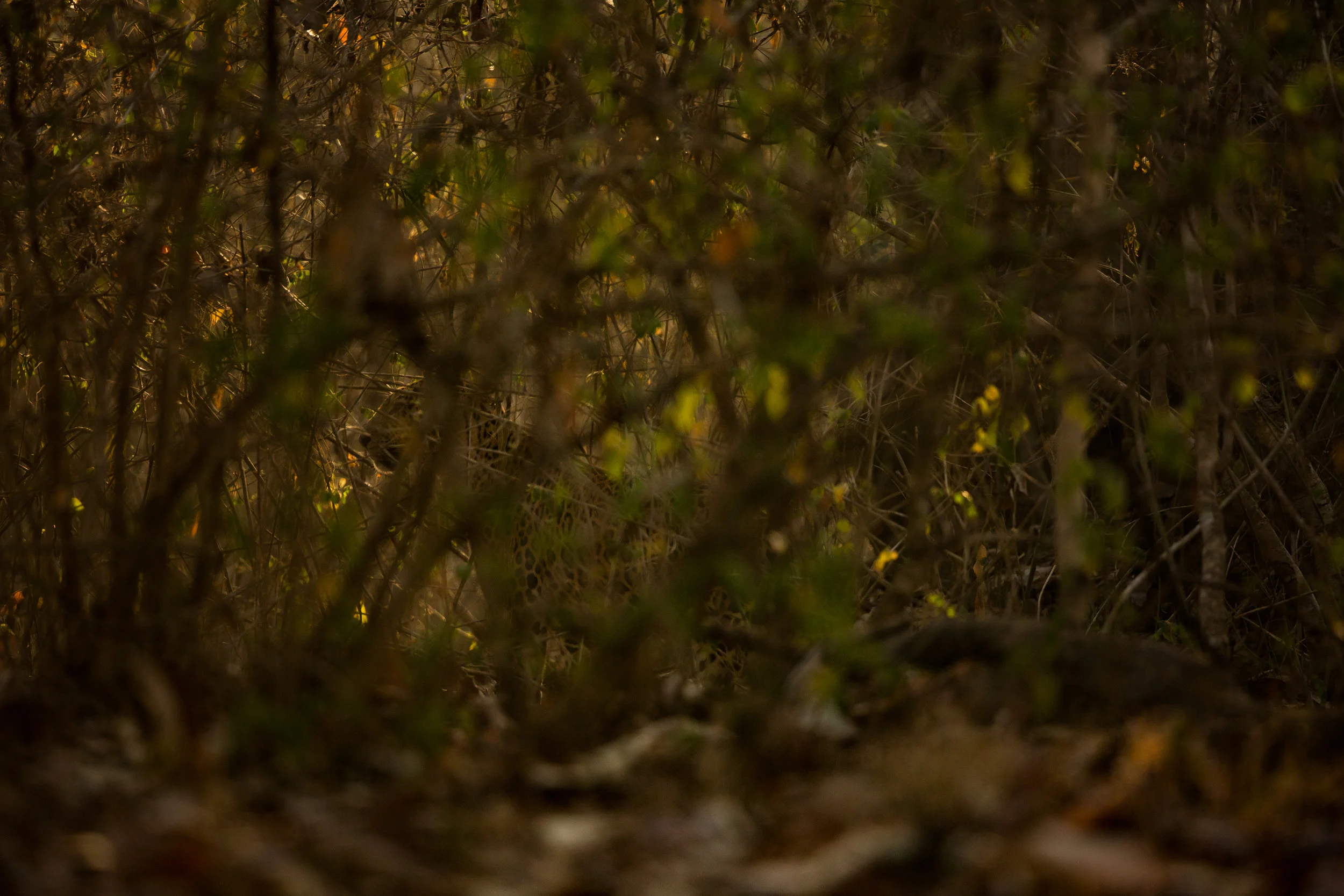 A leopard hiding from the crowds in the bushes... people drove on disappointed and complaining... I loved the natural camouflage and behavior. I was also the only person taking images on my vehicle... This is real wild life. Can you see him? :)