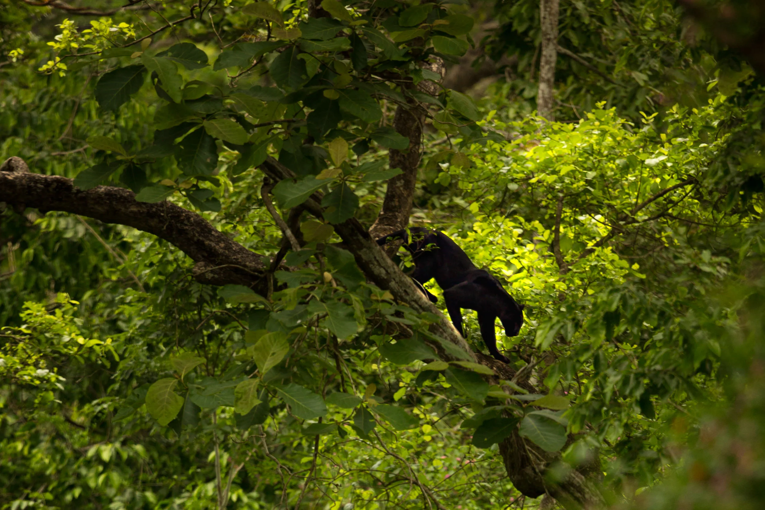 This black panther was taken in a bus. It allowed me to get up high and get the eye-level angle.