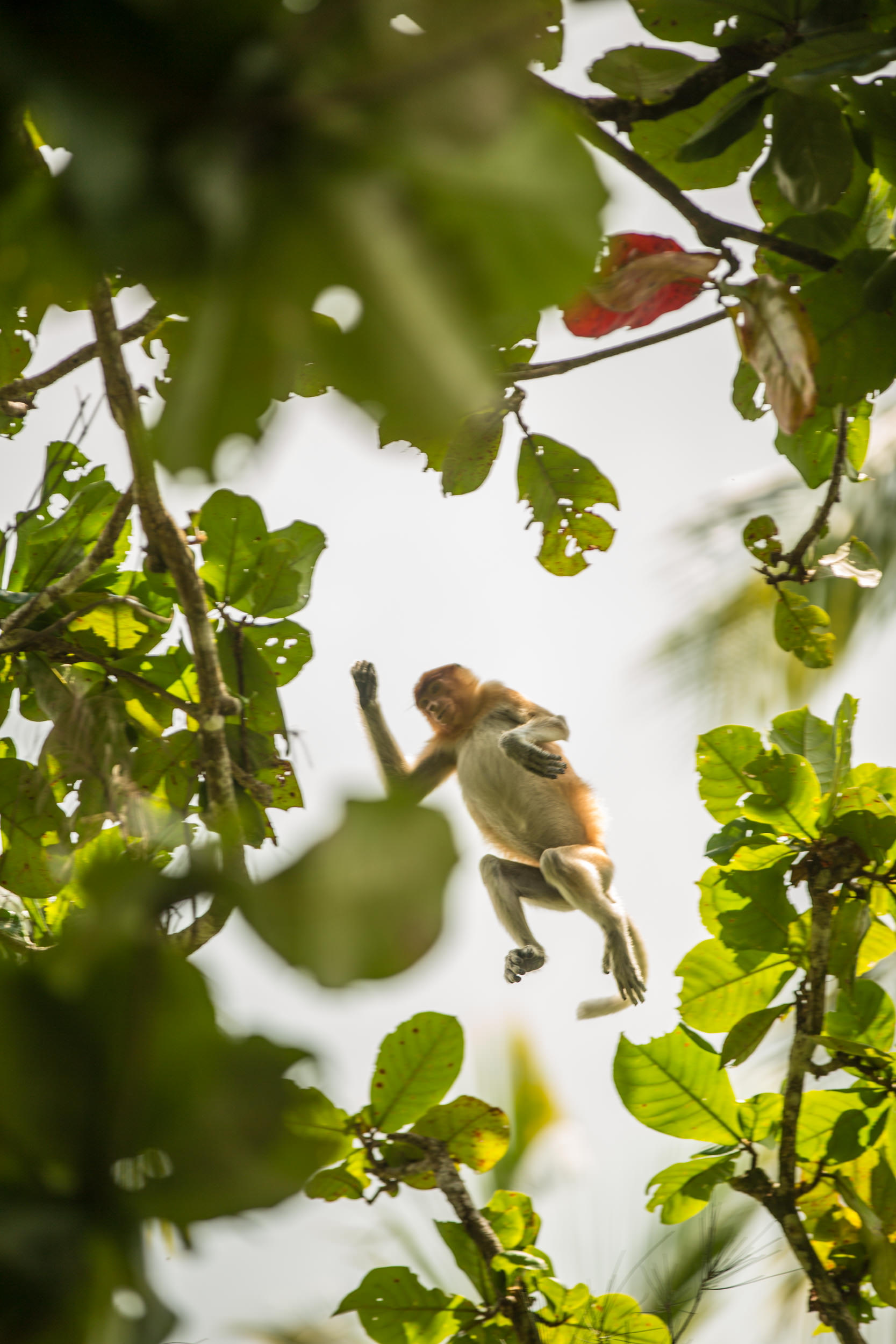  A proboscis monkey leaps between trees in the canopy. 