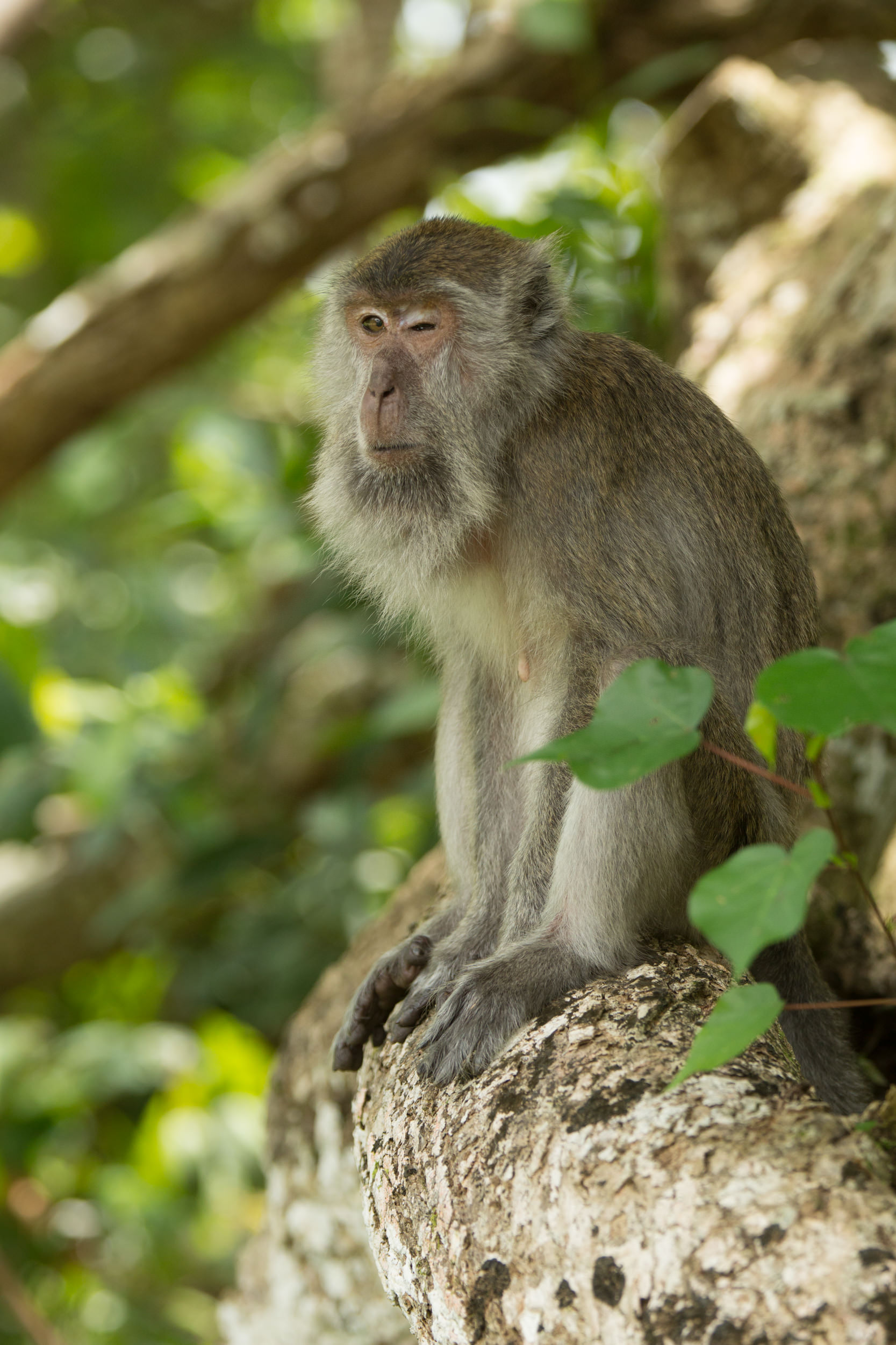  A long-tailed macaque sits on the roots of a tree after savaging on the ground. 