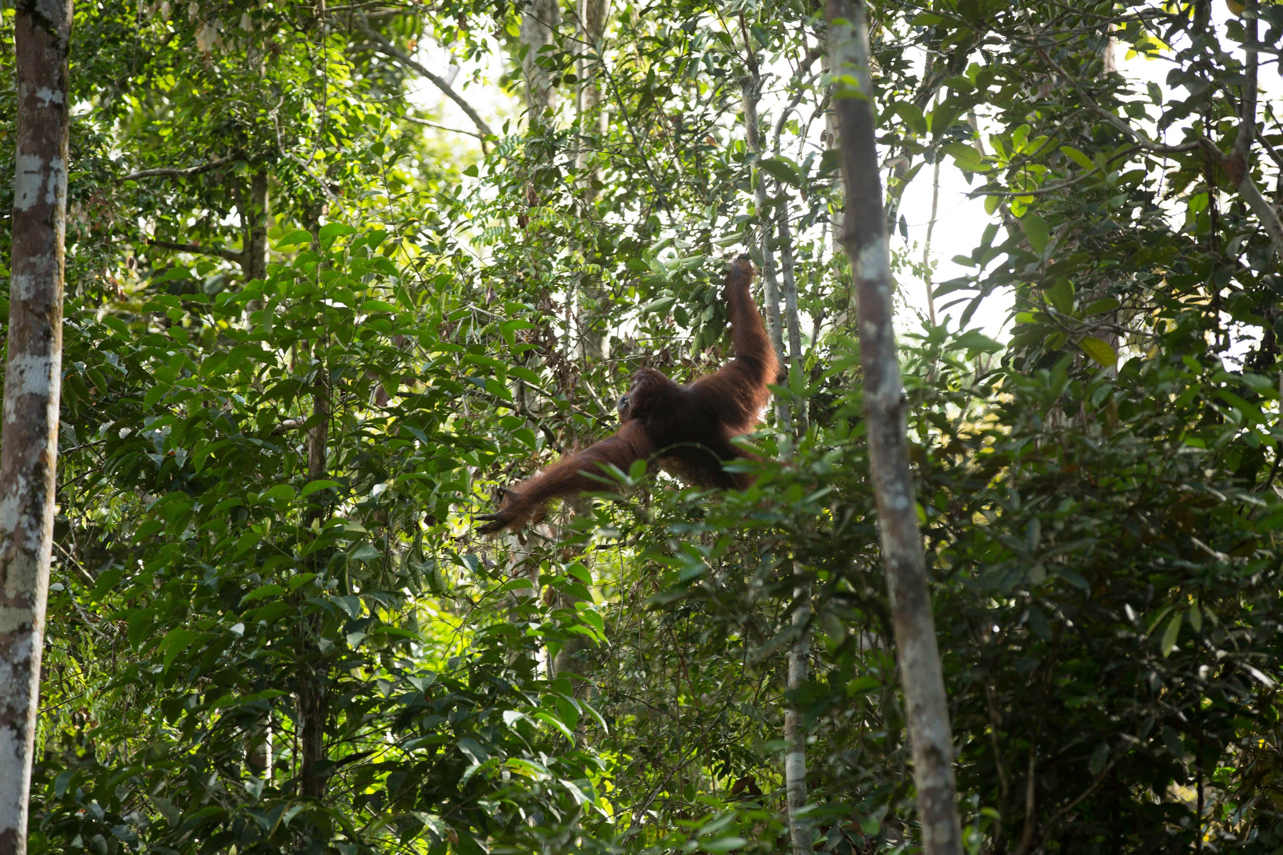 The size of orangutangs means that they slowly move from tree to tree via their long reach and use their weight to bend weaker trunks and branches to form unstable bridges.