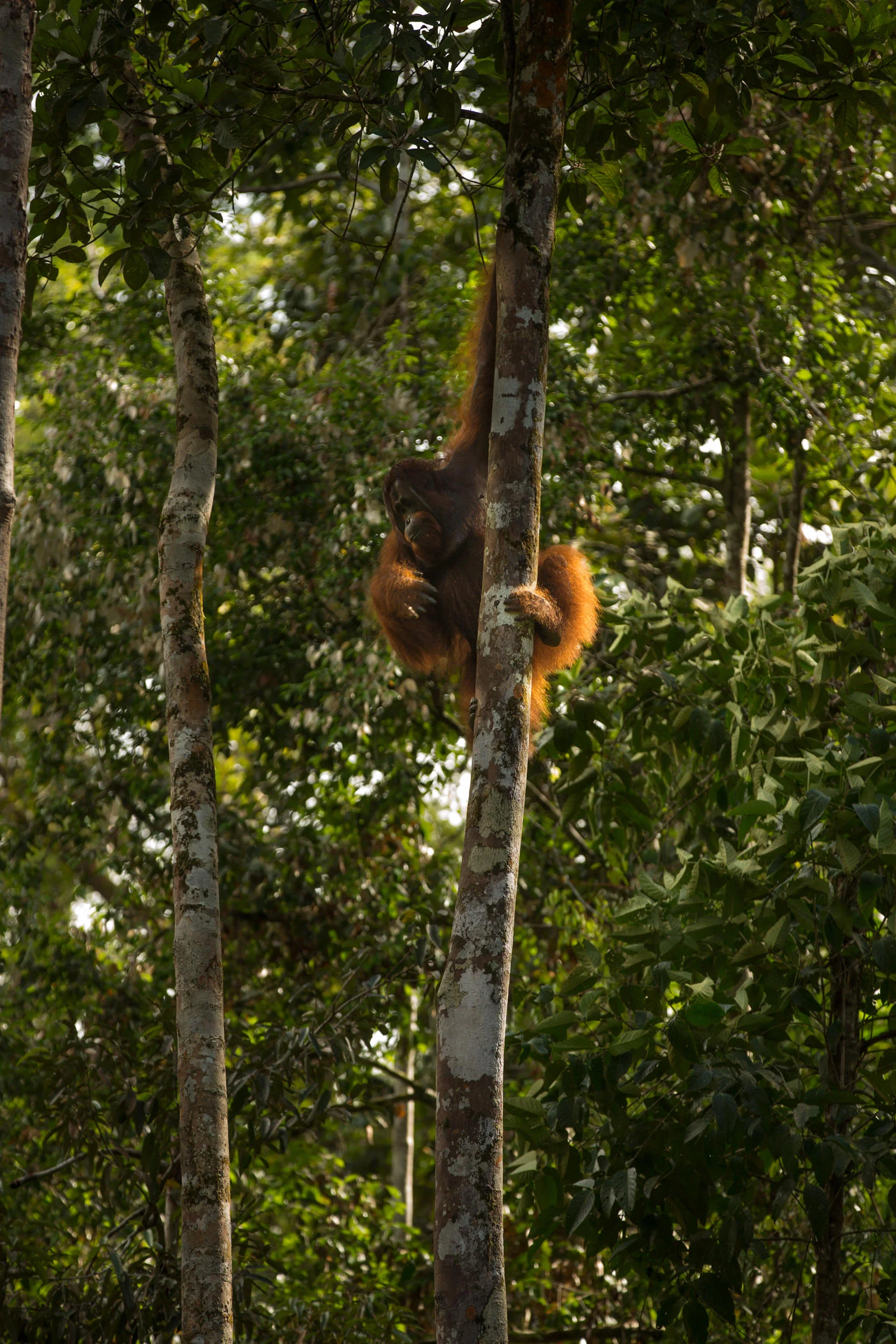 The size of orangutangs means that they slowly move from tree to tree via their long reach and use their weight to bend weaker trunks and branches to form unstable bridges.