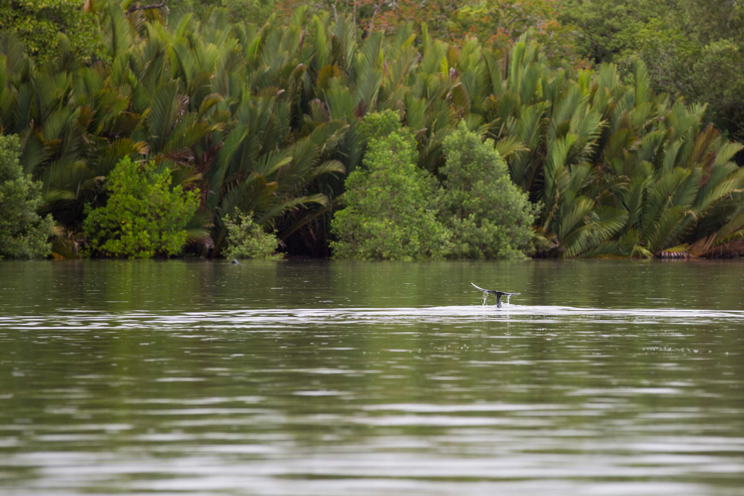  Irrawaddy dolphins likes shallow waters, so are always seen close to shoe. This also means that they venture into the mangrove lined rivers in Sarawak.