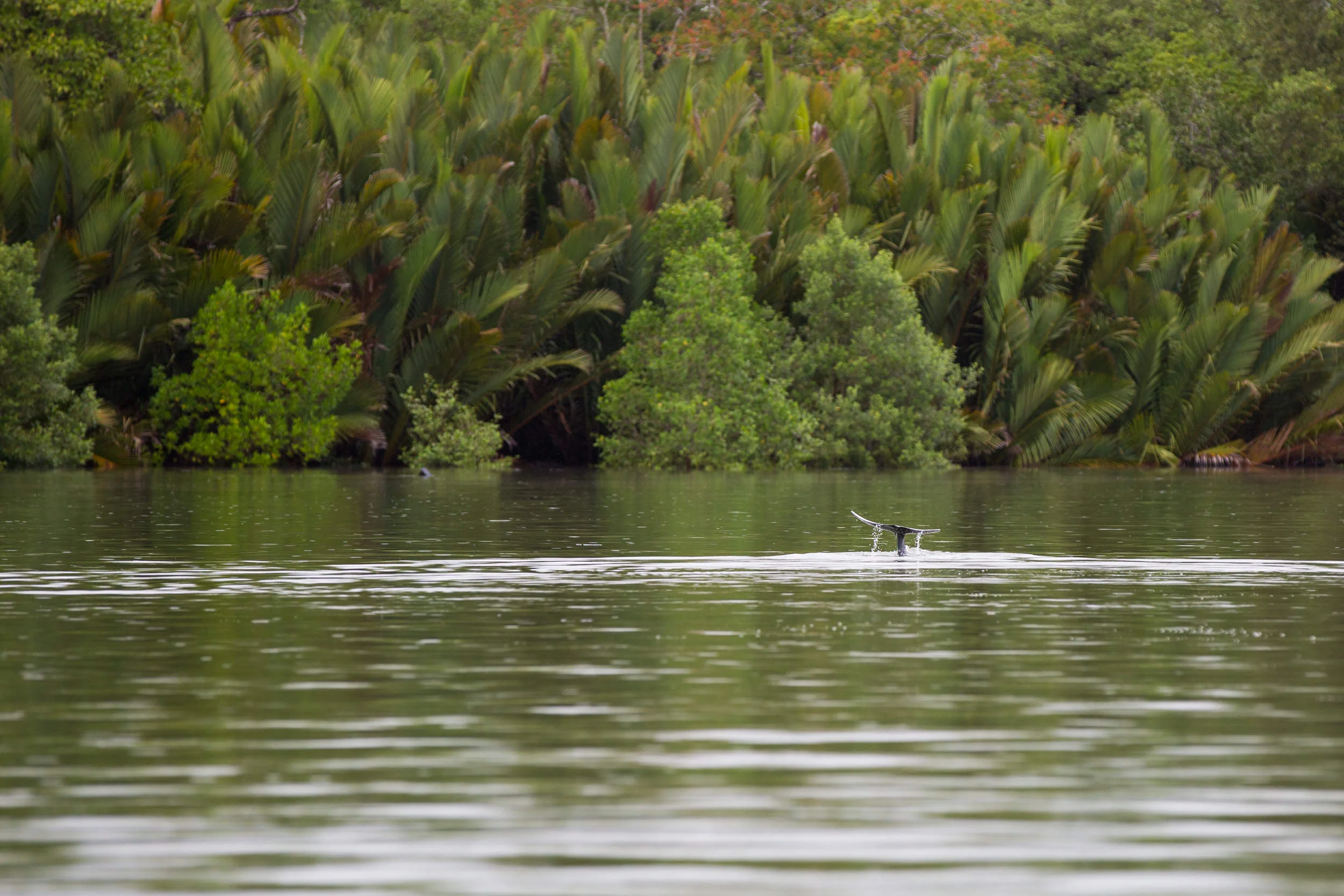  Irrawaddy dolphins likes shallow waters, so are always seen close to shoe. This also means that they venture into the mangrove lined rivers in Sarawak.