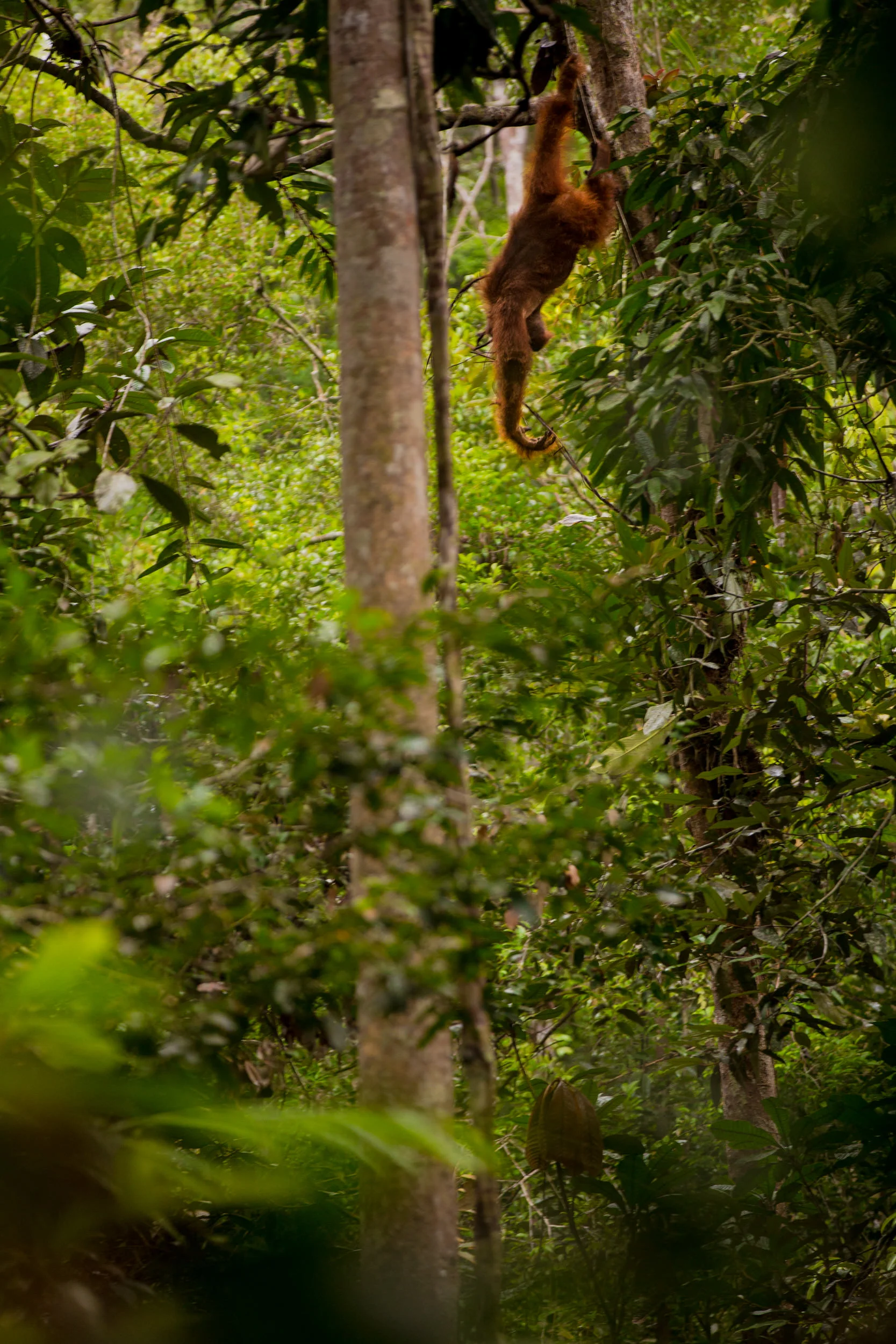 The size of orangutangs means that they slowly move from tree to tree via their long reach and use their weight to bend weaker trunks and branches to form unstable bridges.