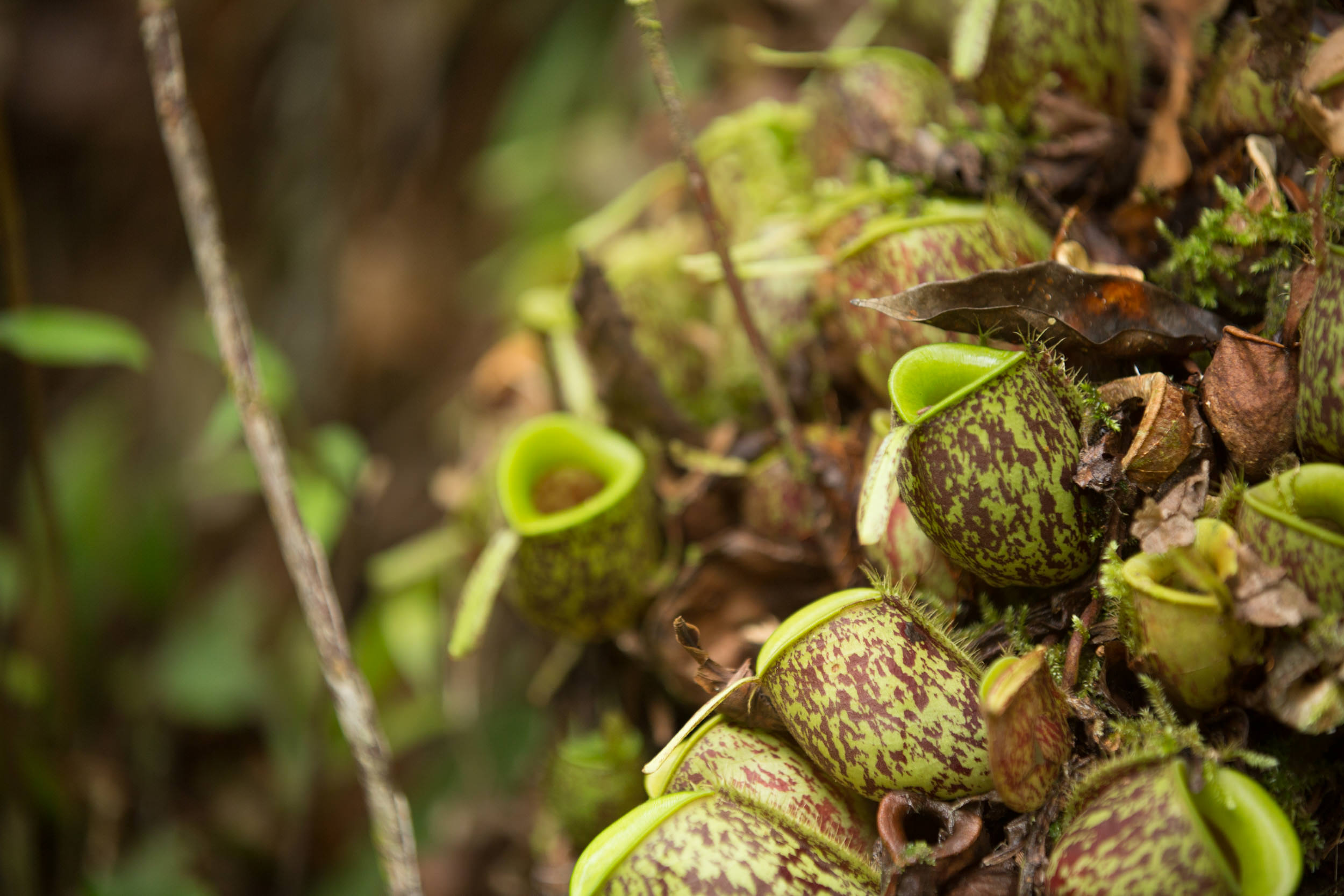  Carnivorous plants can be found in less dense areas. 