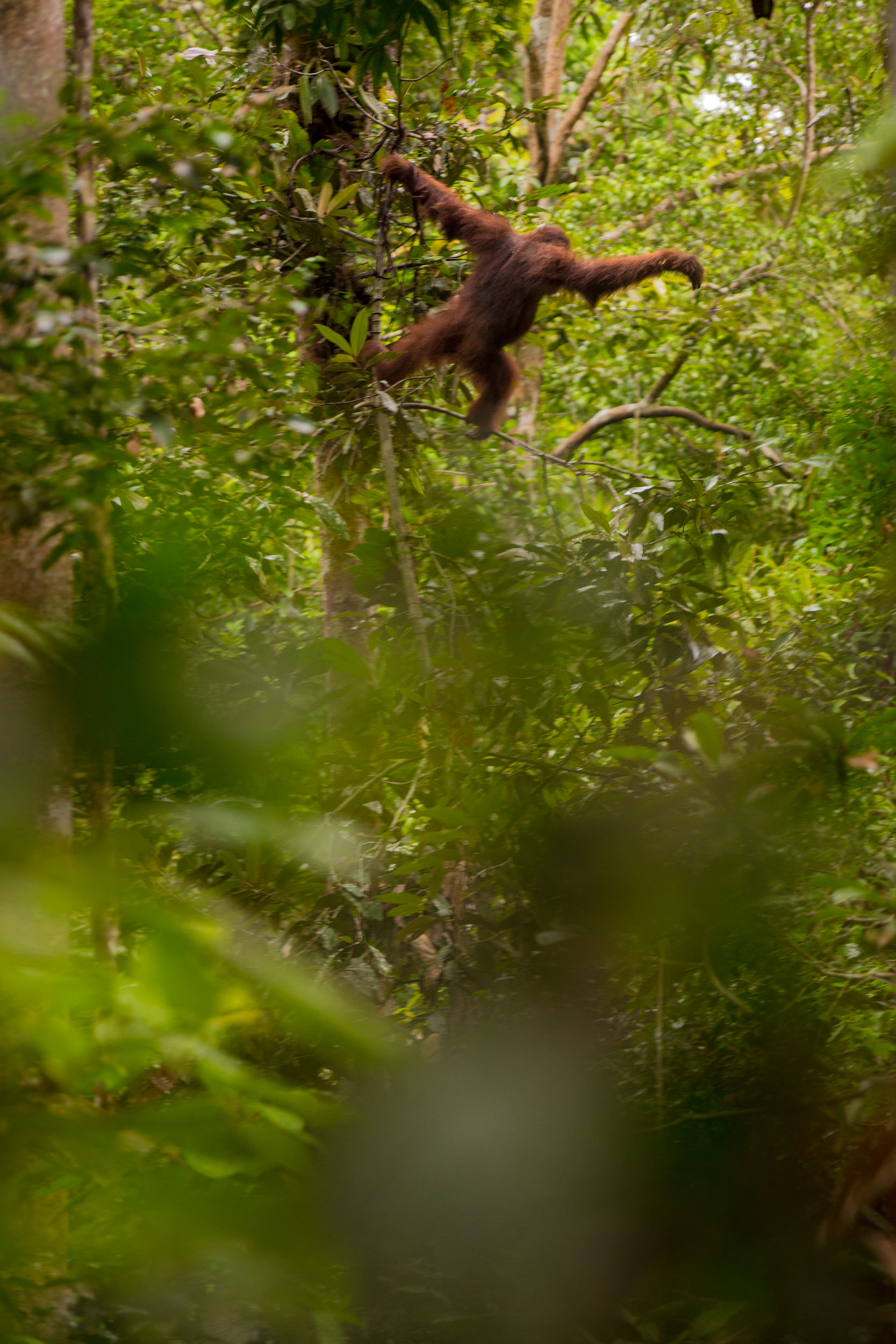 The size of orangutangs means that they slowly move from tree to tree via their long reach and use their weight to bend weaker trunks and branches to form unstable bridges.
