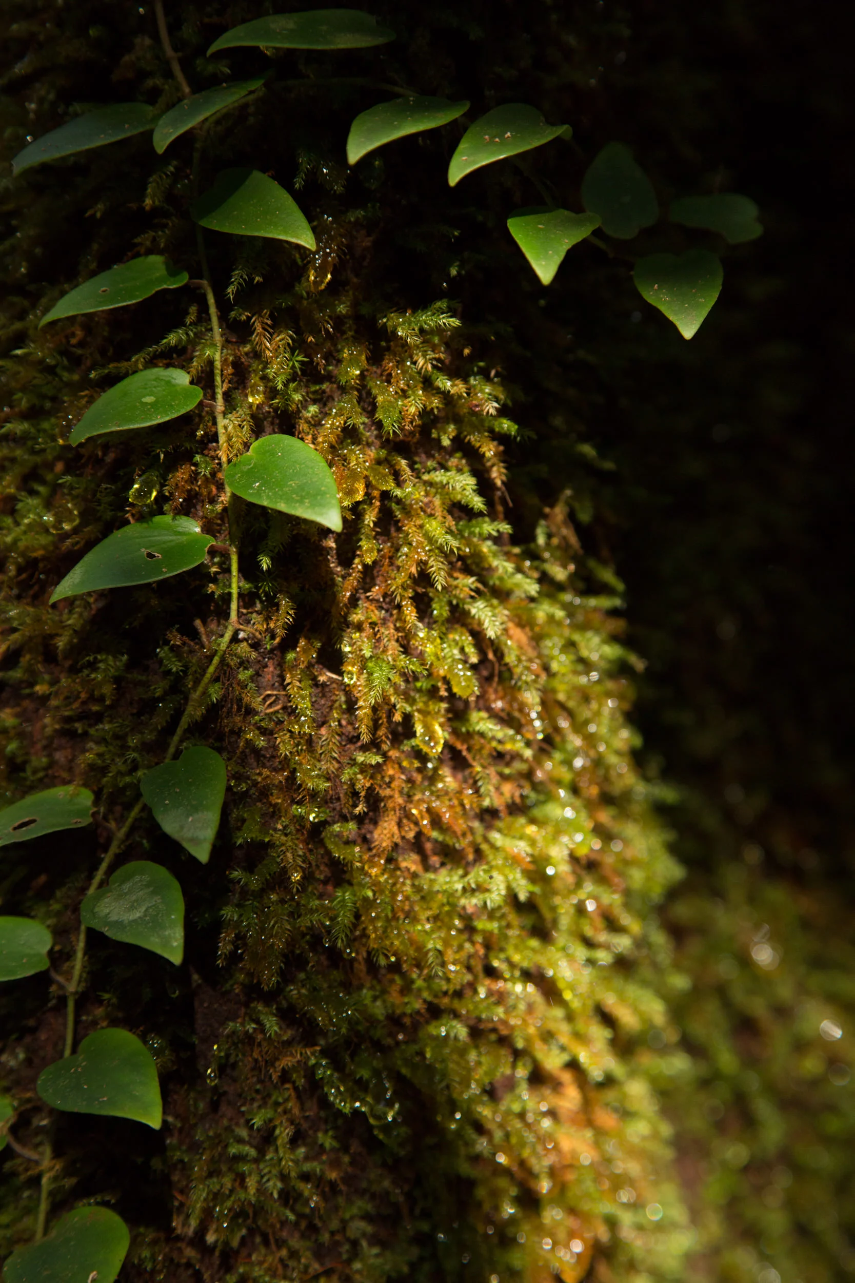 The jungle Borneo is extremely dense, hot and humid, with only a few anomalous sun rays making it to the ground.