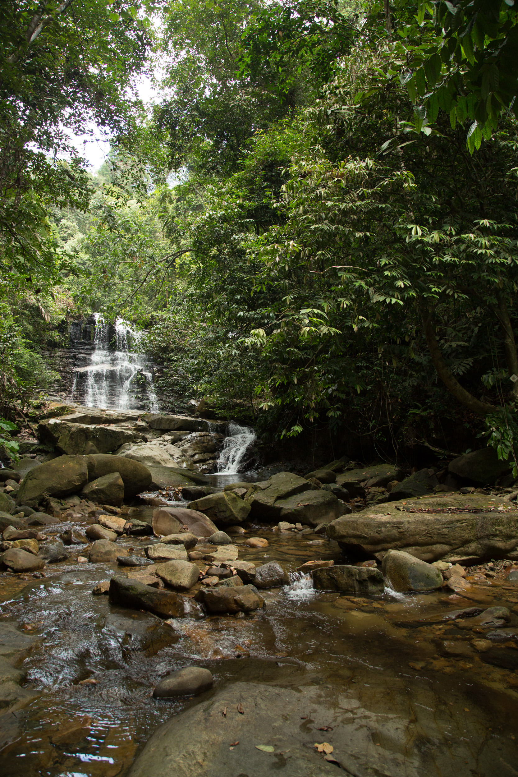  All forrests need water, and borneo is no exception, with lots of rivers and waterfalls deep in the jungle 