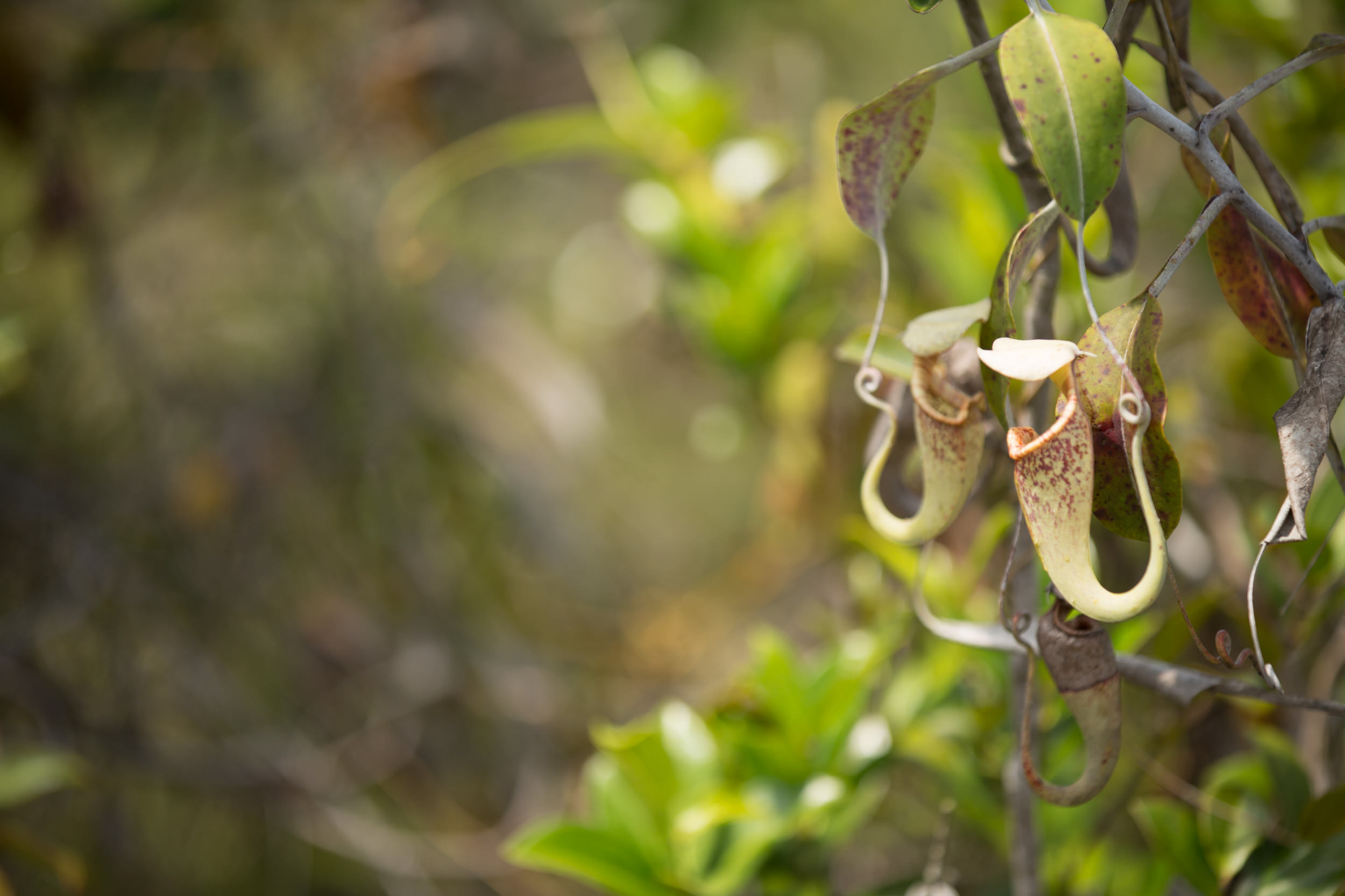 Carnivorous plants can be found in less dense areas.