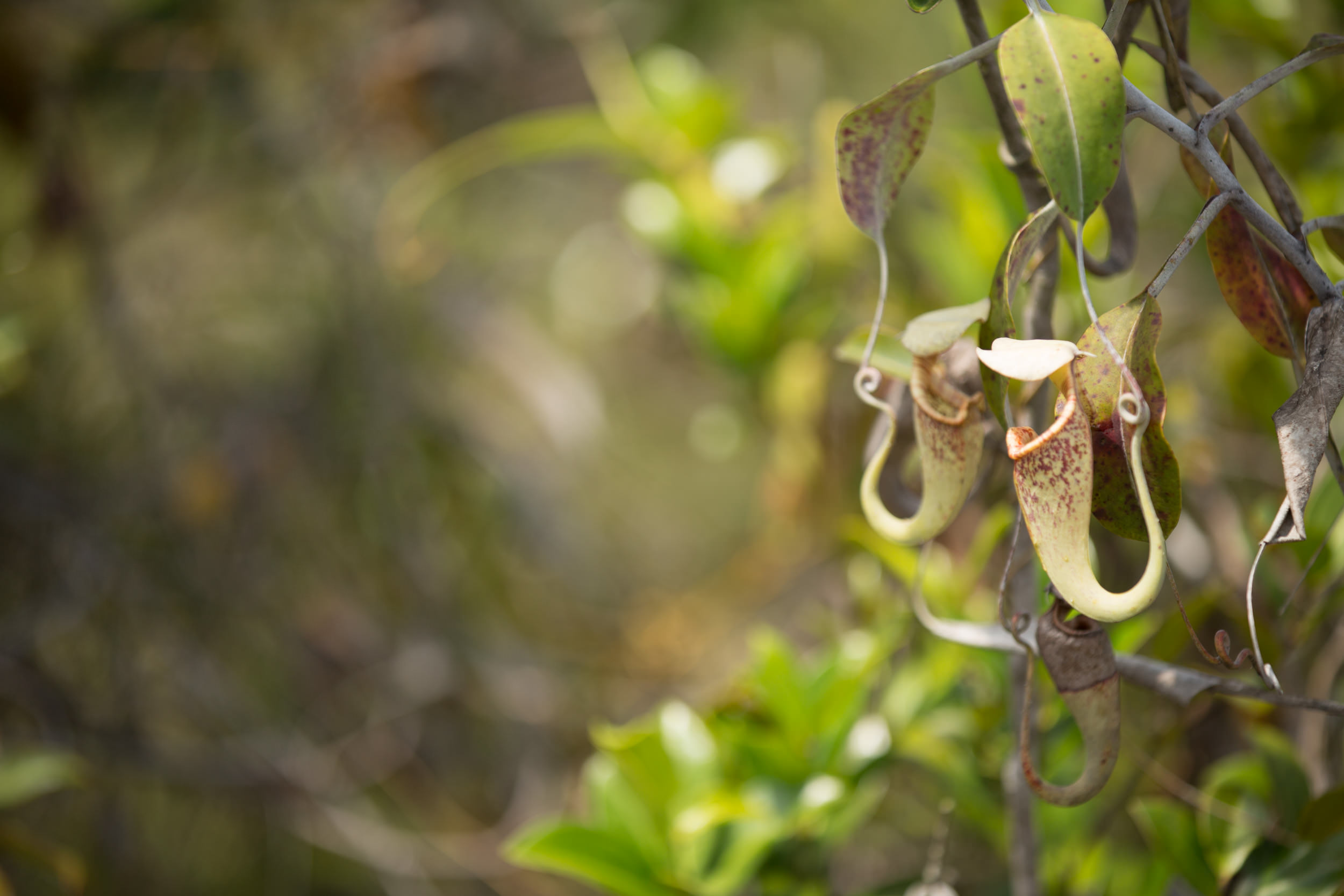  Carnivorous plants can be found in less dense areas. 