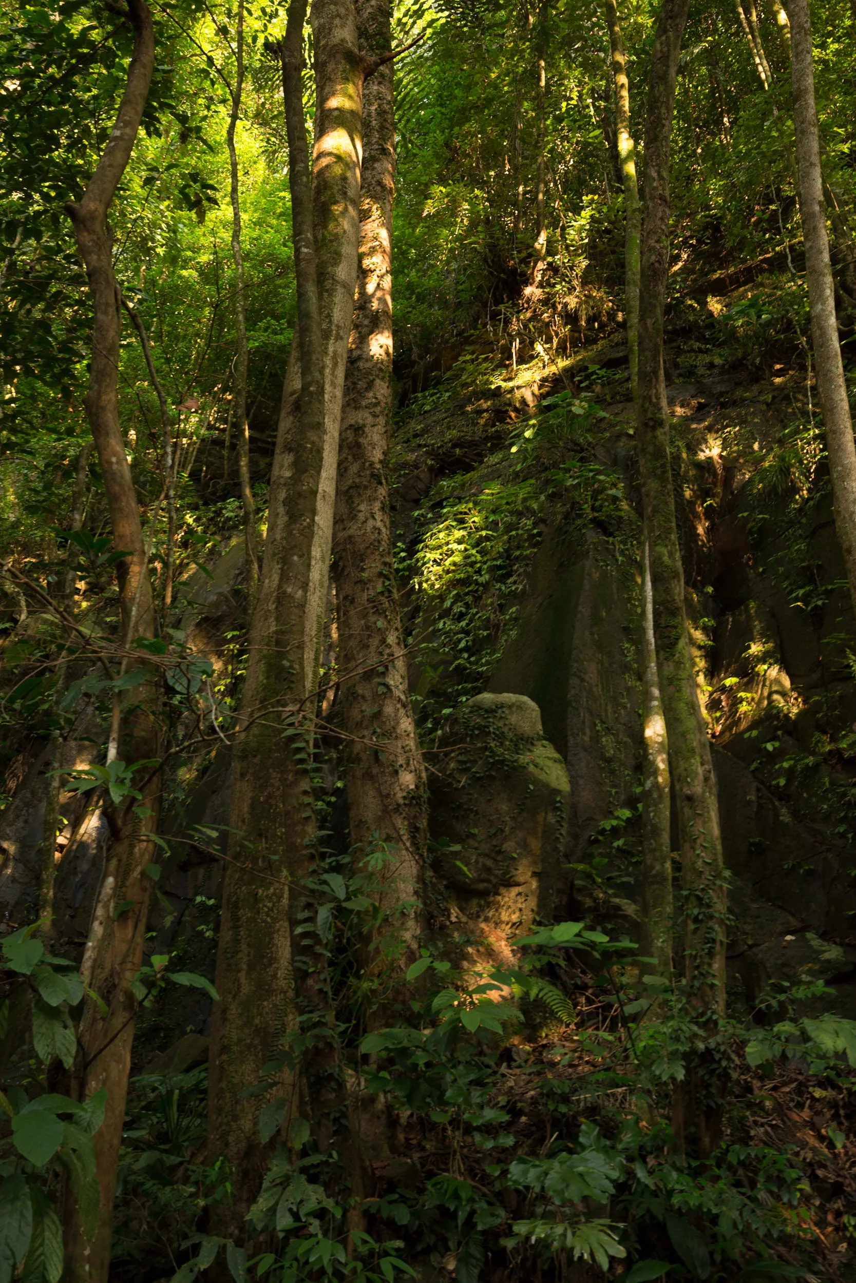 The jungle Borneo is extremely dense, hot and humid, with only a few anomalous sun rays making it to the ground.
