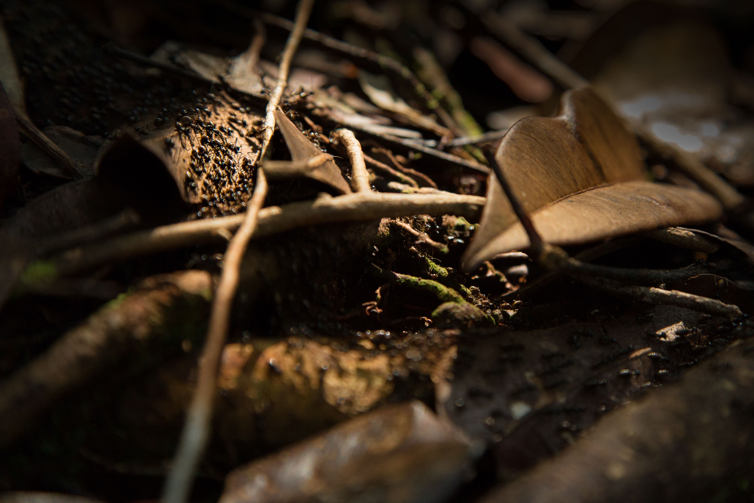 These conditions are great for the natural recyclers and insects.