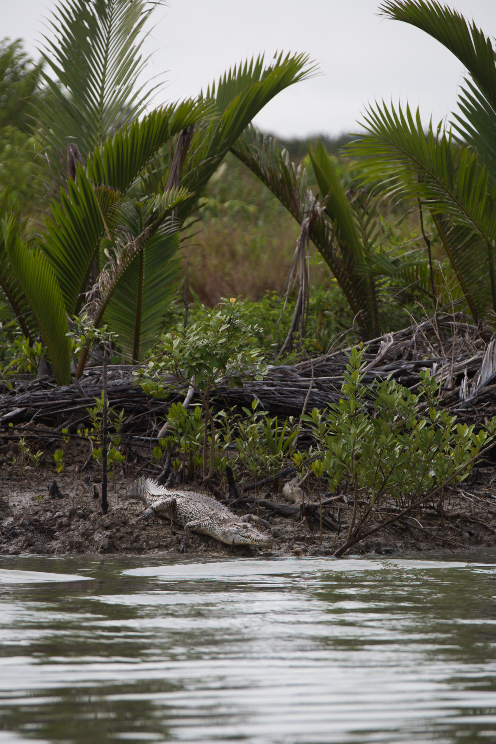  Saltwater crocodiles line the mangrove covered shore 