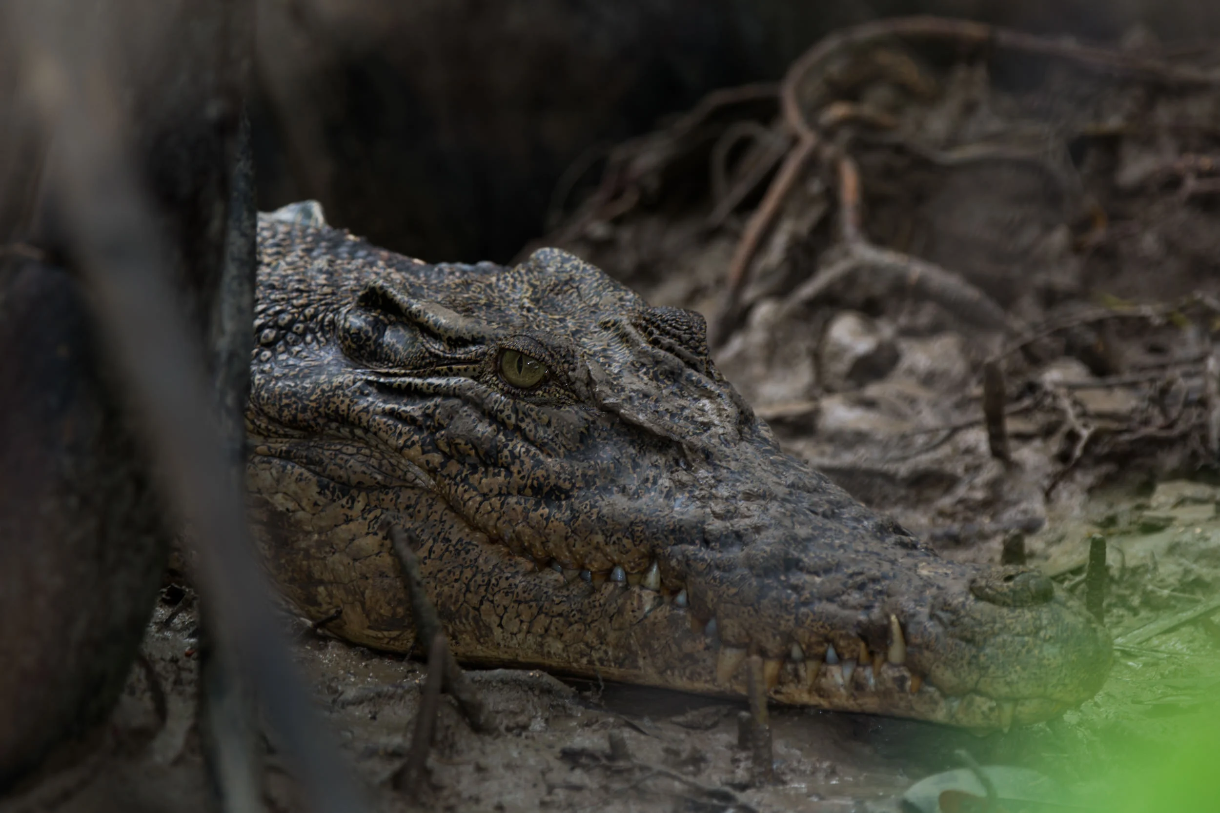 Saltwater crocodiles line the mangrove covered shore