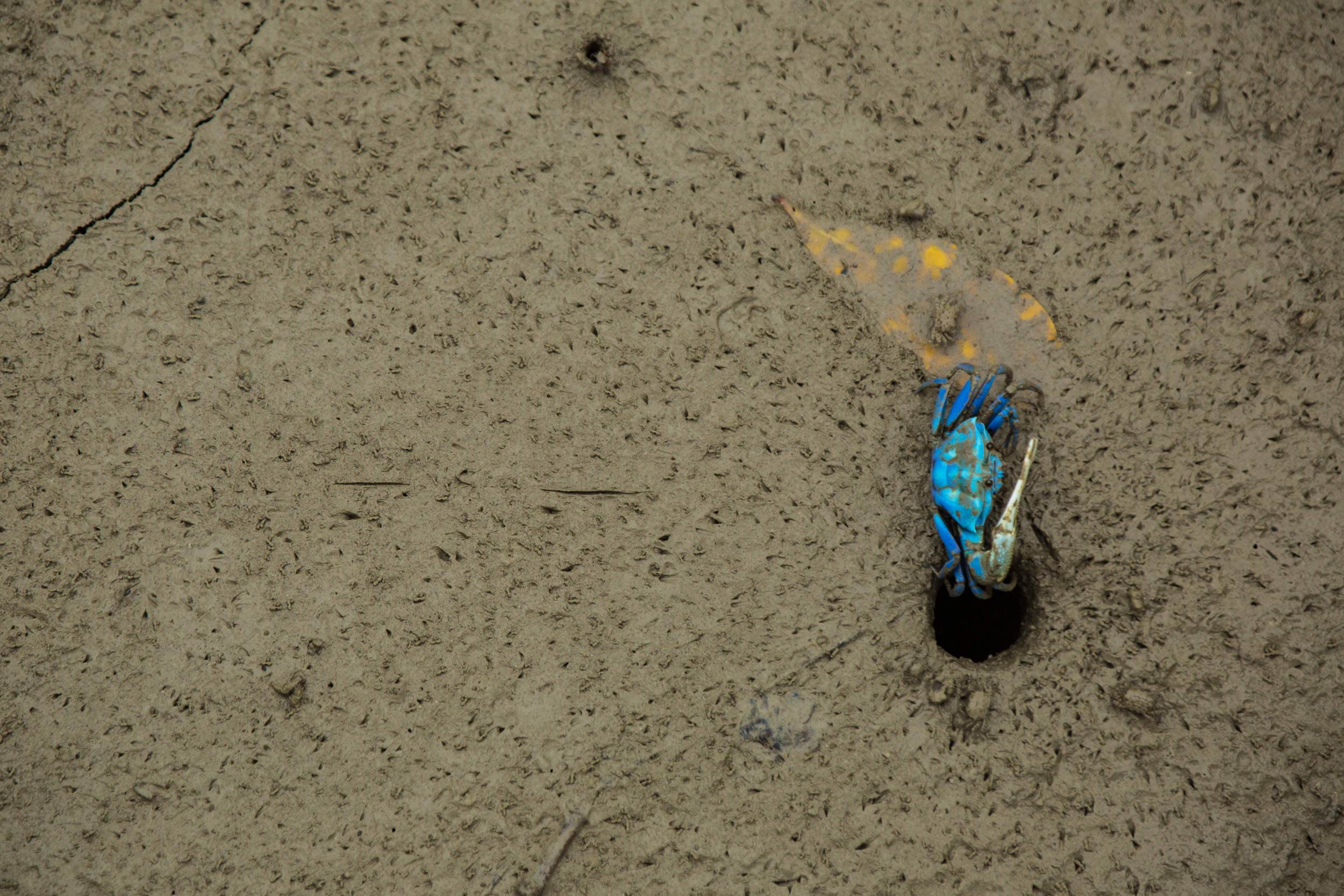  Grabs and mud skippers lines the tidal shores of the rivers.    