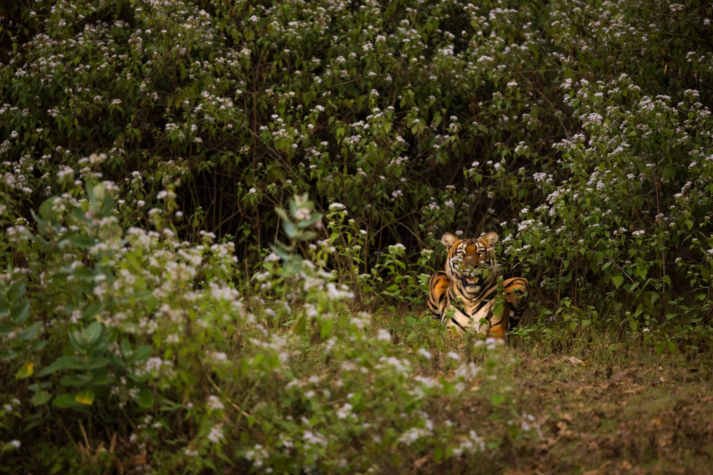 This image was taken in less than optimal conditions, it was shot at the end of a safari, minutes before it was completely dark. The only way I could get the shot was by setting the exposure compensation to -1.3 EV. Otherwise my camera would be trying to make it lighter than it actually was!