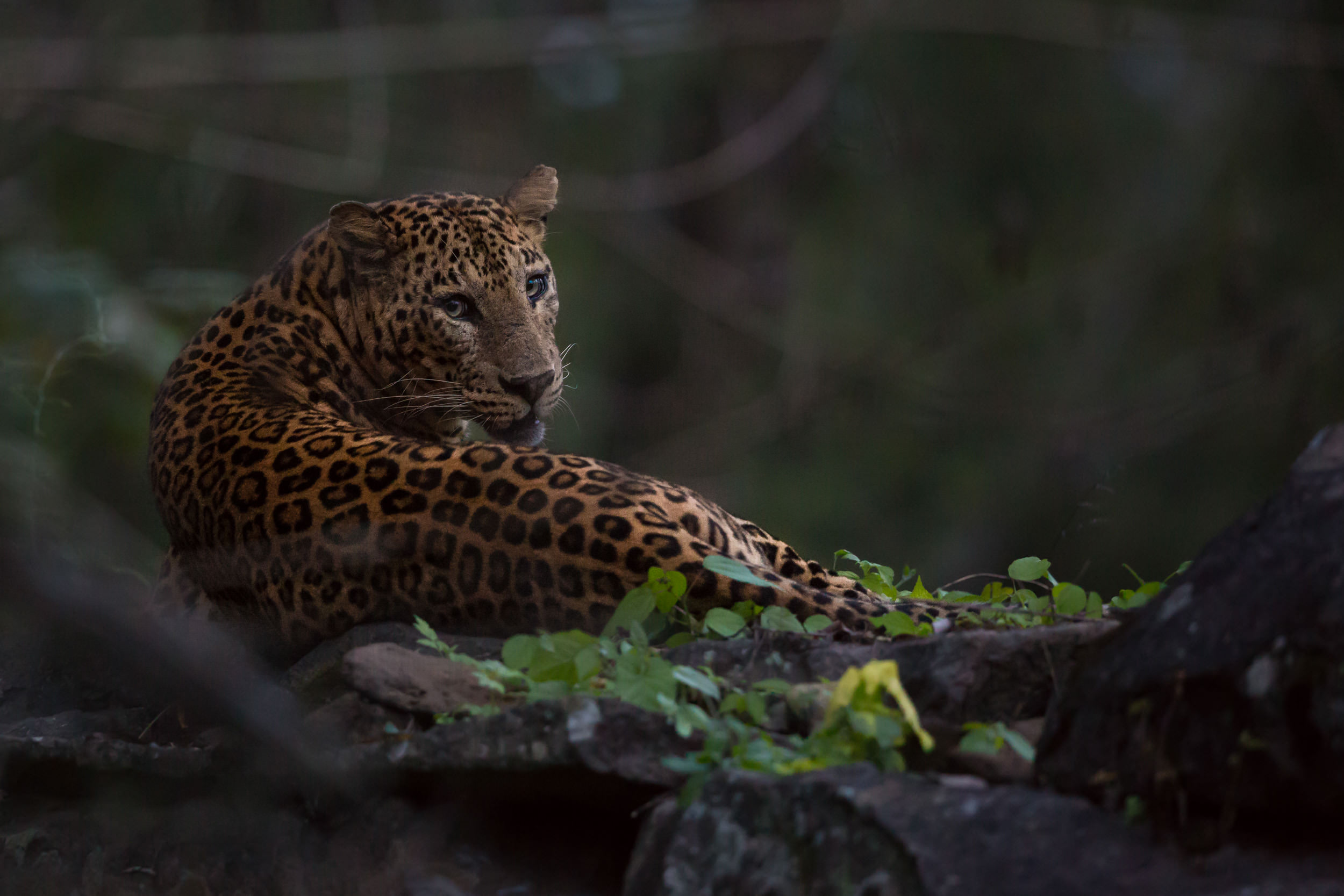 Here is my favorite example... I had less than 30 seconds at the end of a safari in dark conditions to shoot a leopard sat on a temple! f/4, 1/250, ISO 12,800!!!