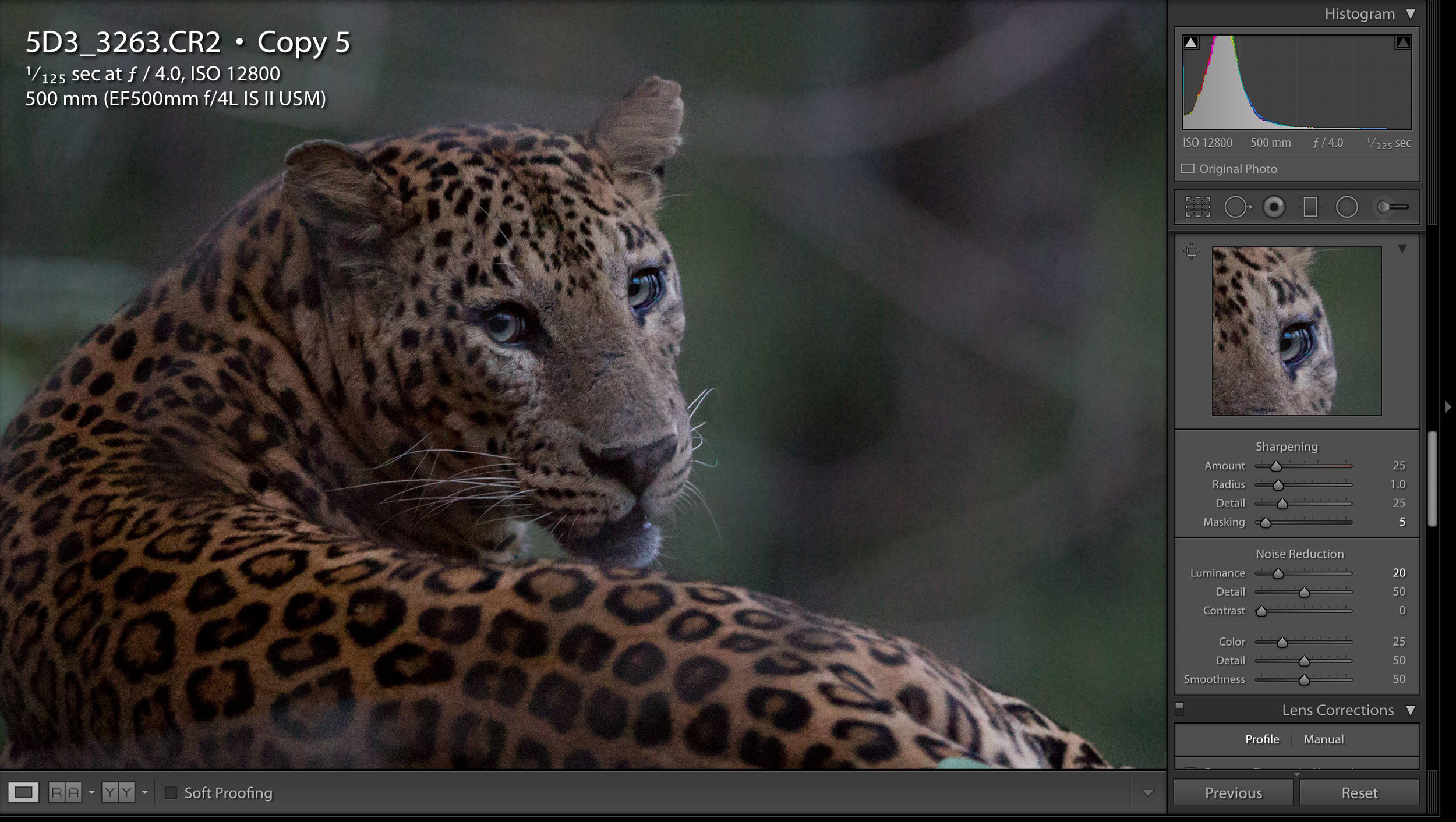  but when comparing to this image BEFORE the local adjustment, you can see the leopard is sharper, but the noise is not effected. 