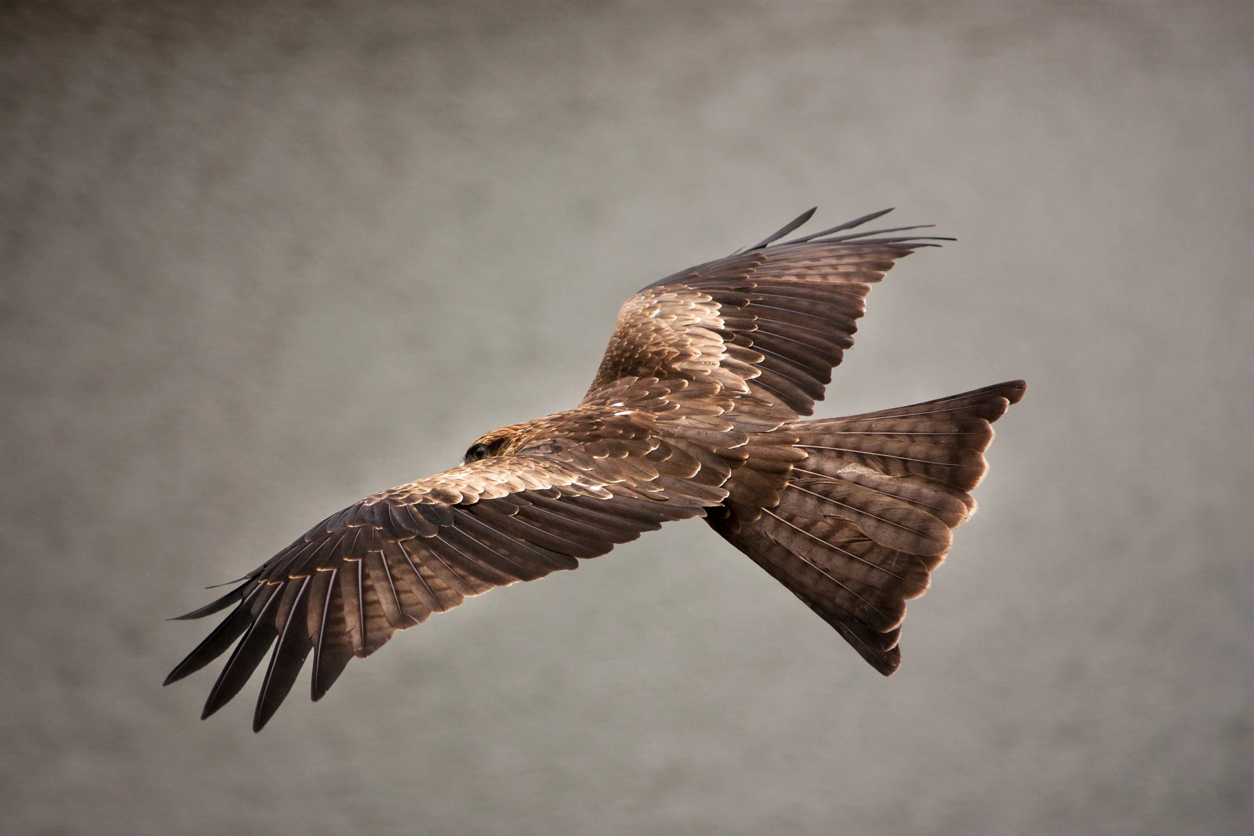 Canon 450D and EF-S 55-250 IS II... This is one of my first shots when I ventured into wildlife photography in September 2012.